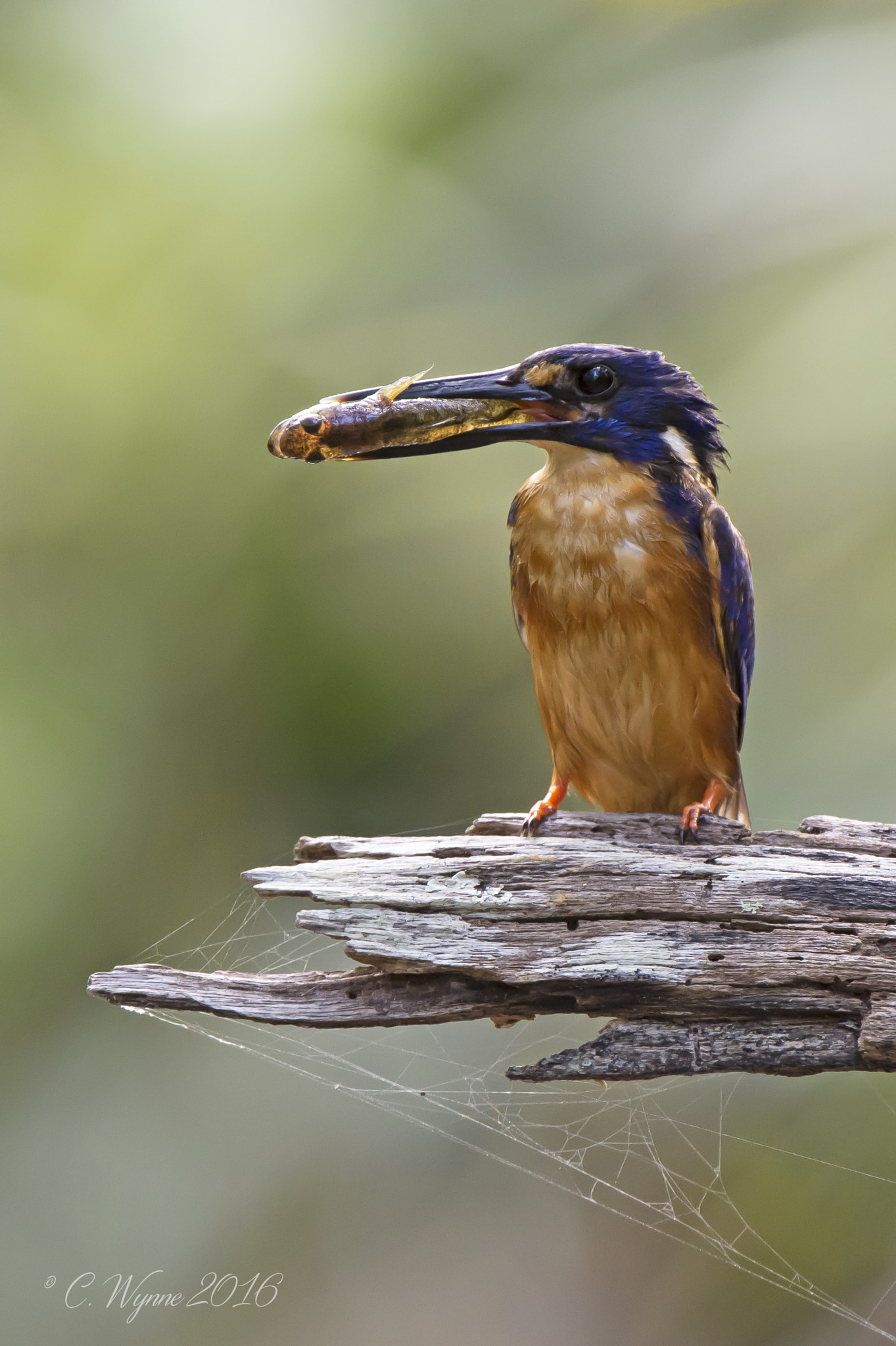 Nikon D7100 + Nikon AF-S Nikkor 500mm F4G ED VR sample photo. Azure kingfisher photography