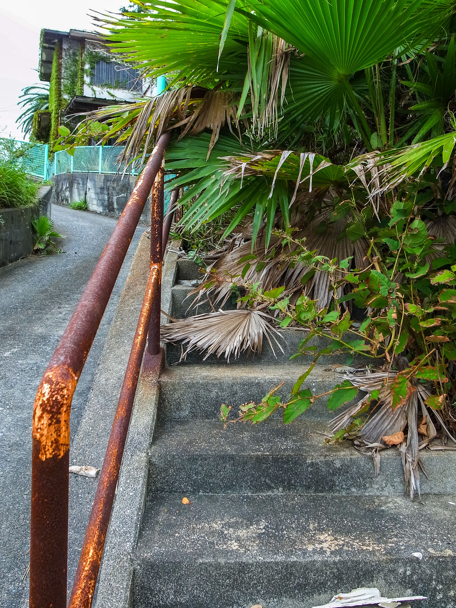 RICOH GR LENS sample photo. Overgrown steps photography