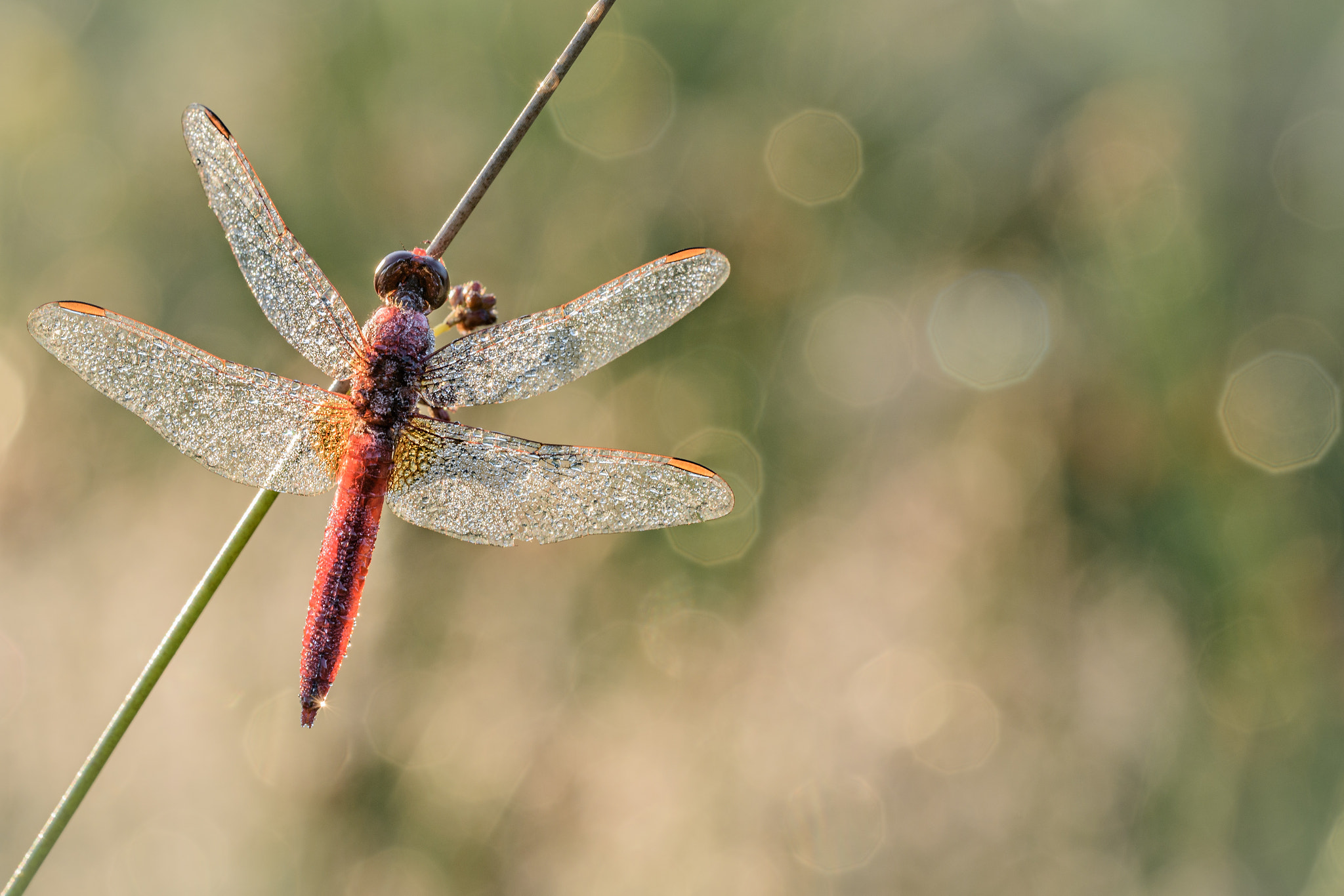 Sigma 150mm F2.8 EX DG OS Macro HSM sample photo. Crocothemis erythraea photography
