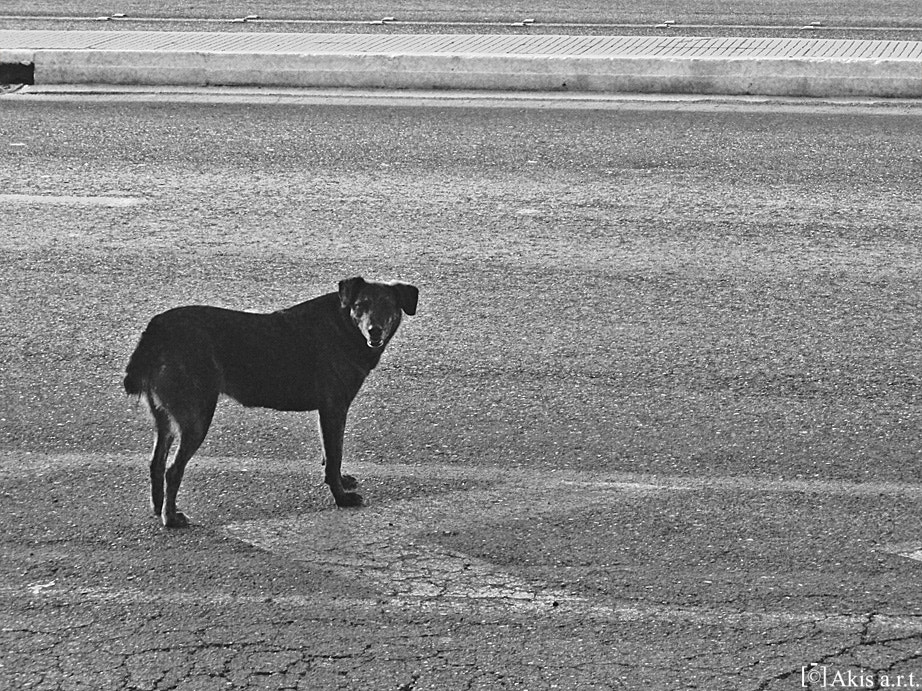Olympus u790SW,S790SW sample photo. "fear" (life on the streets) photography