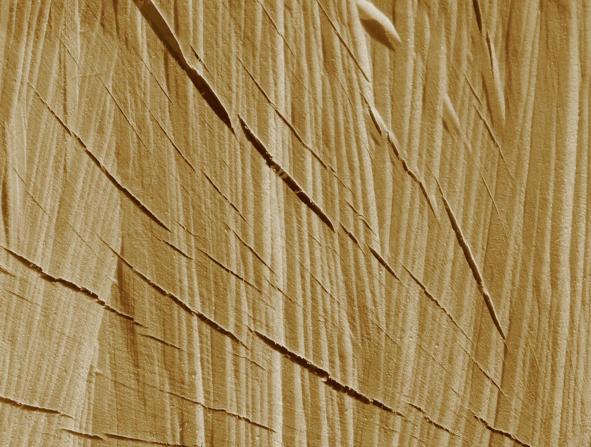 Canon POWERSHOT A630 sample photo. Cracked wood photography