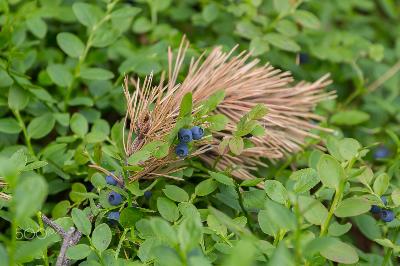 Canon EF 70-300mm F4-5.6L IS USM sample photo. Blueberry in the forest photography