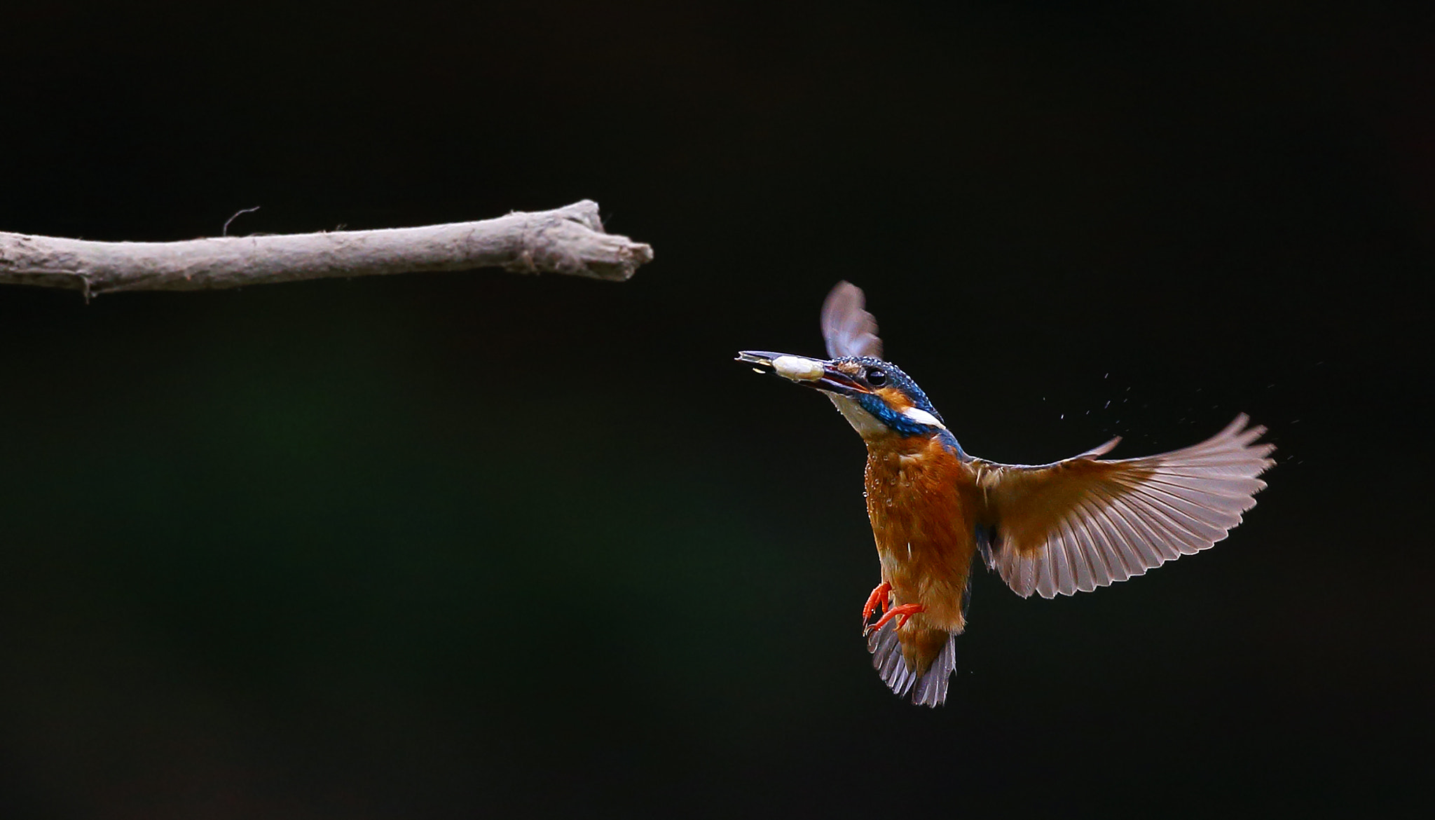 Canon EF 300mm F2.8L IS II USM sample photo. Kingfisher photography