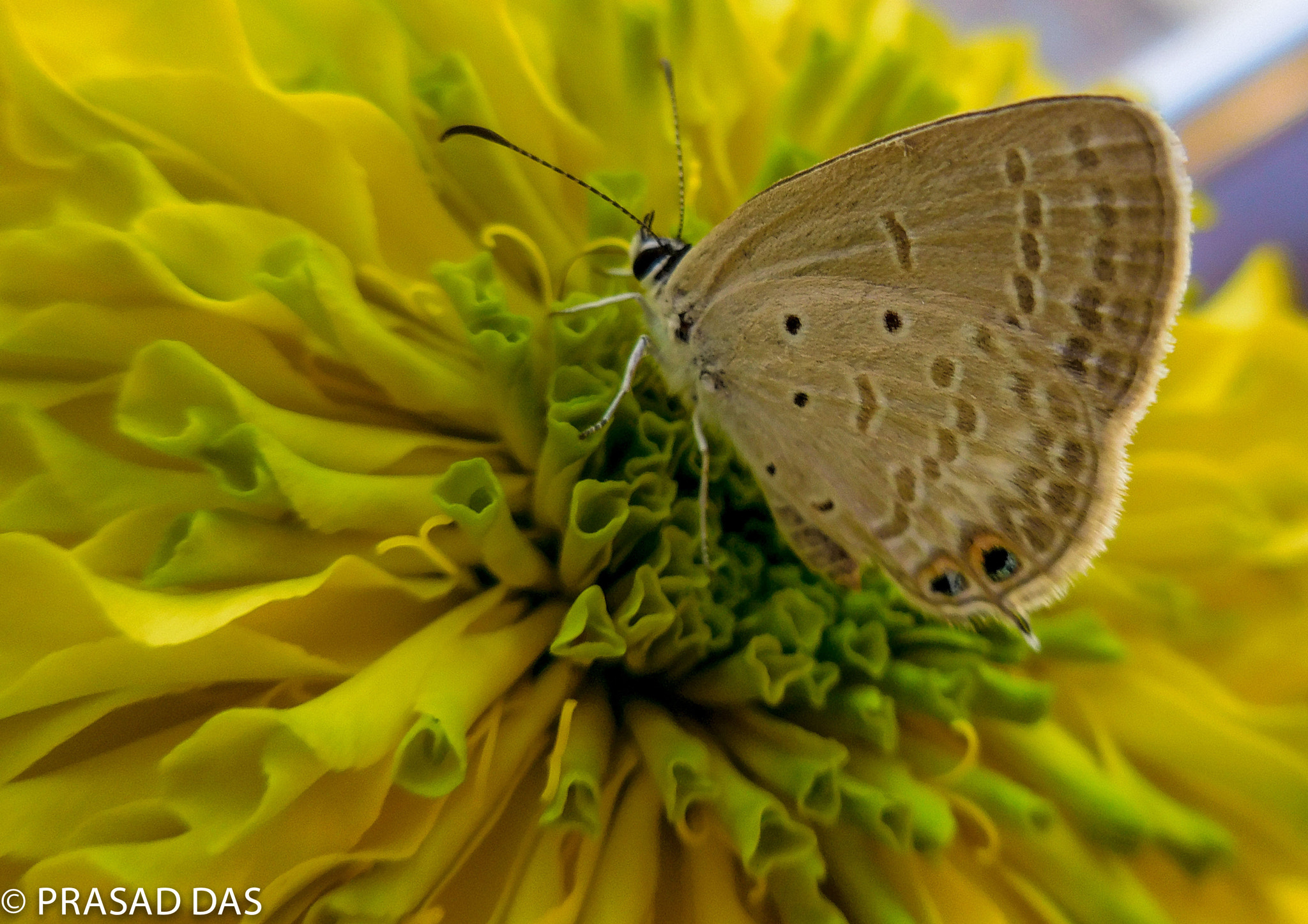 Nikon Coolpix S6900 sample photo. Butterfly fasinating flower (of ) photography