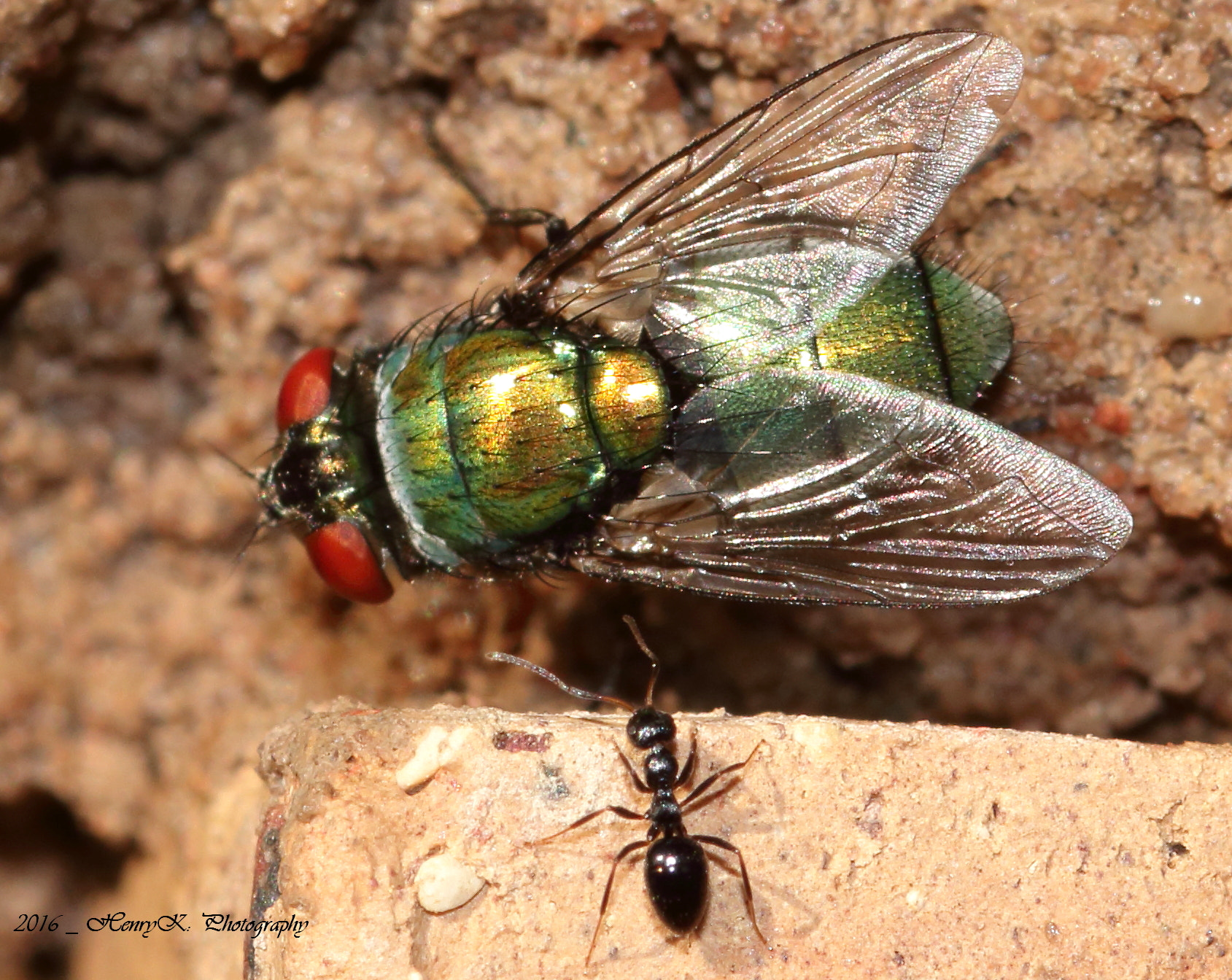 Canon 105mm sample photo. Closely monitored photography