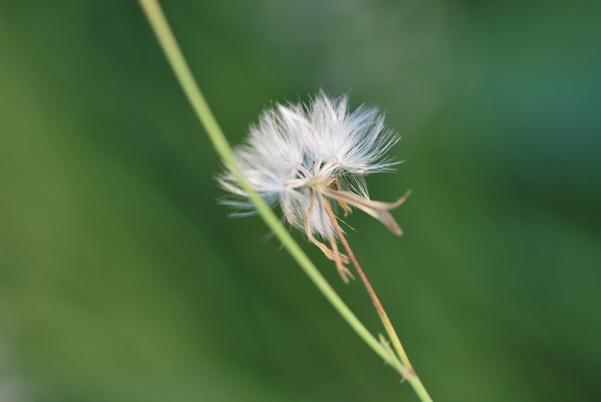 Sigma 150mm F2.8 EX DG OS Macro HSM sample photo