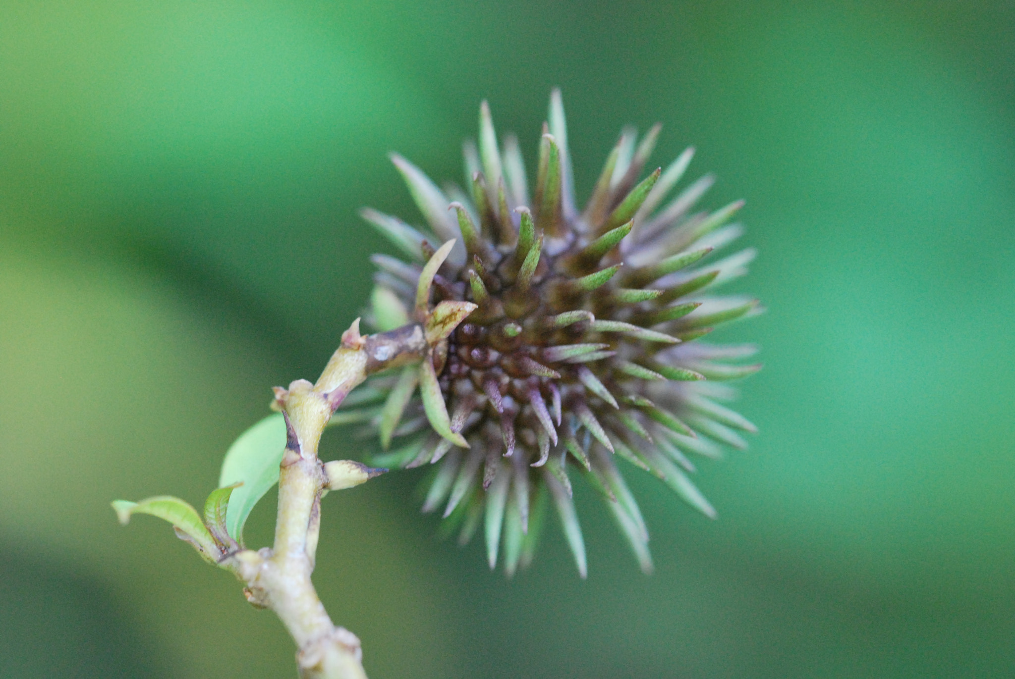 Sigma 150mm F2.8 EX DG OS Macro HSM sample photo