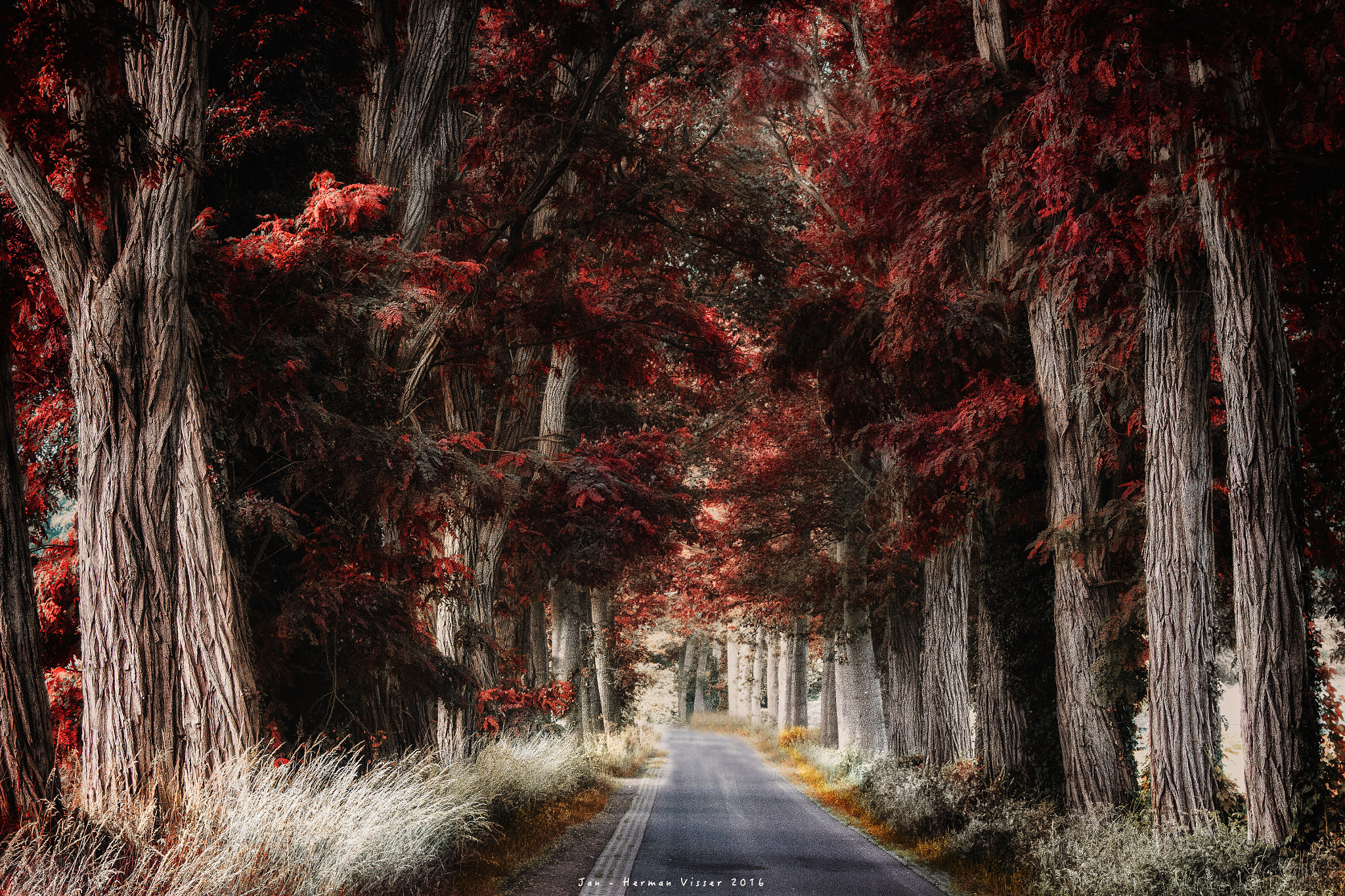 Canon EF 50-200mm f/3.5-4.5 sample photo. Enchanted red forest... photography