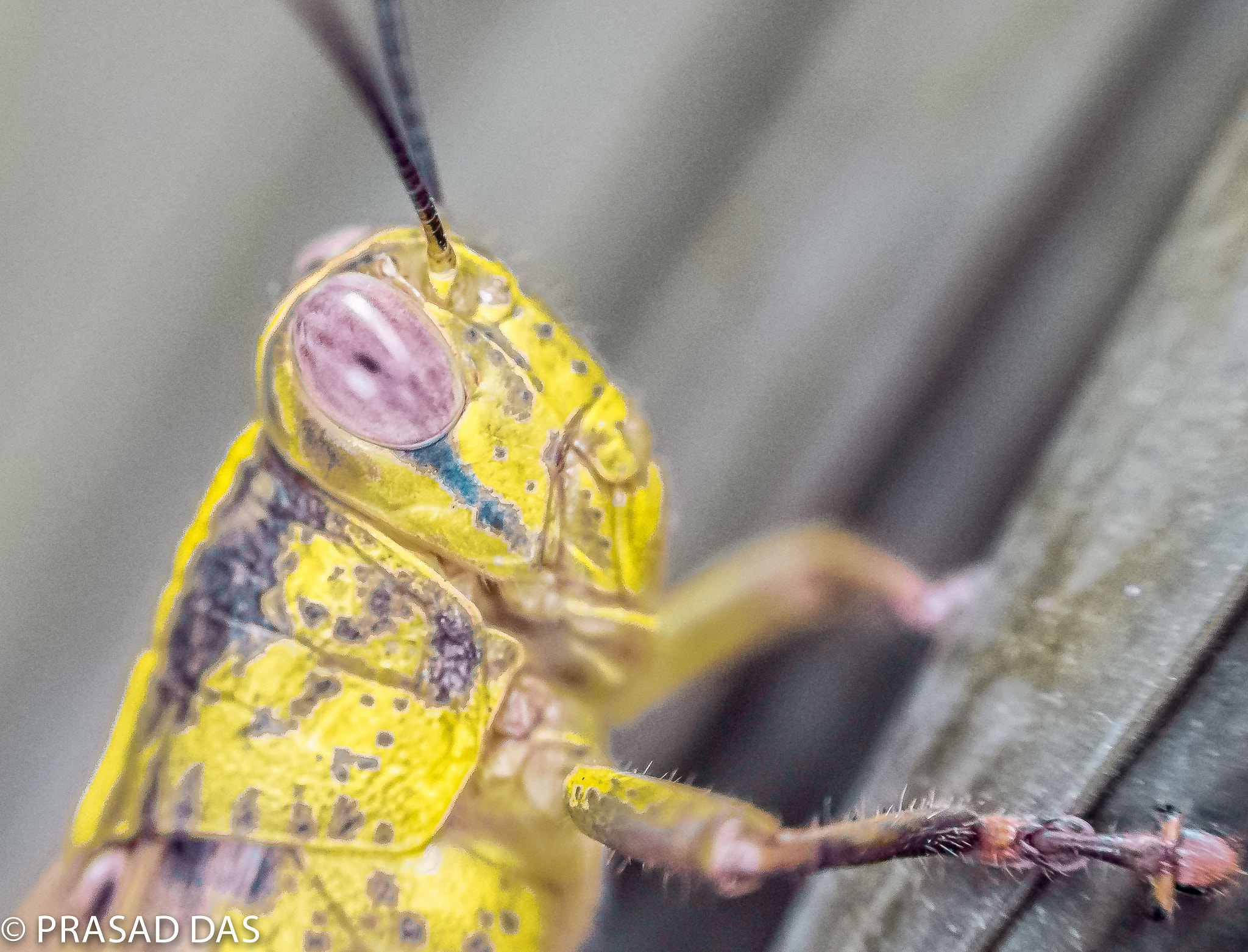 Nikon AF-S Micro-Nikkor 105mm F2.8G IF-ED VR sample photo. Grasshopper comes home (of ) photography