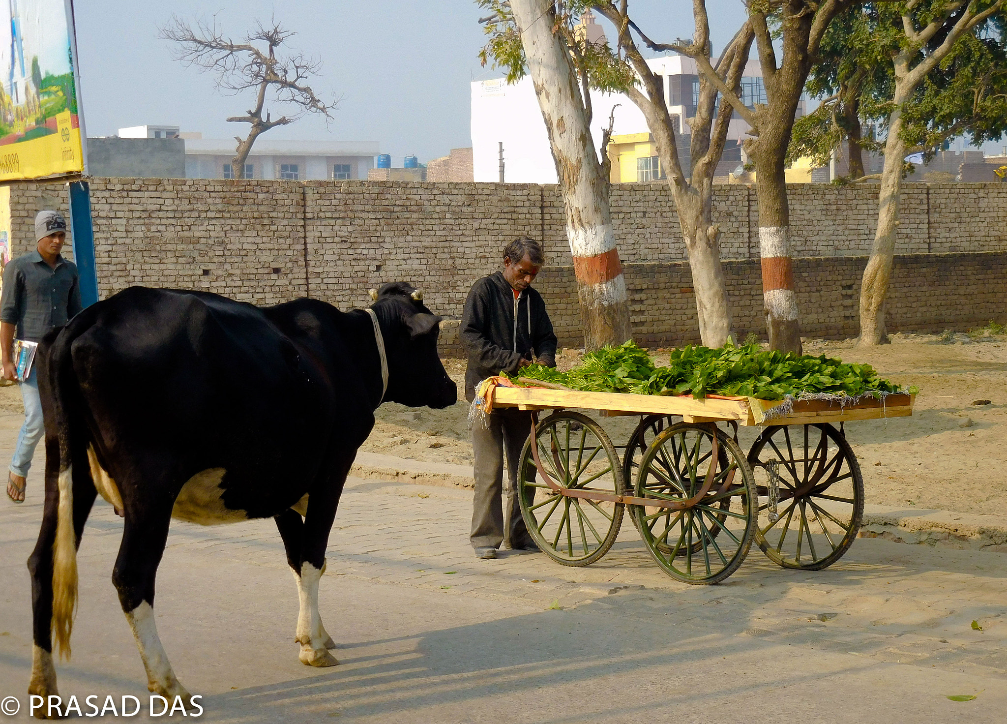 Nikon Coolpix S6900 sample photo. A cow approaching veg seller (of ) photography