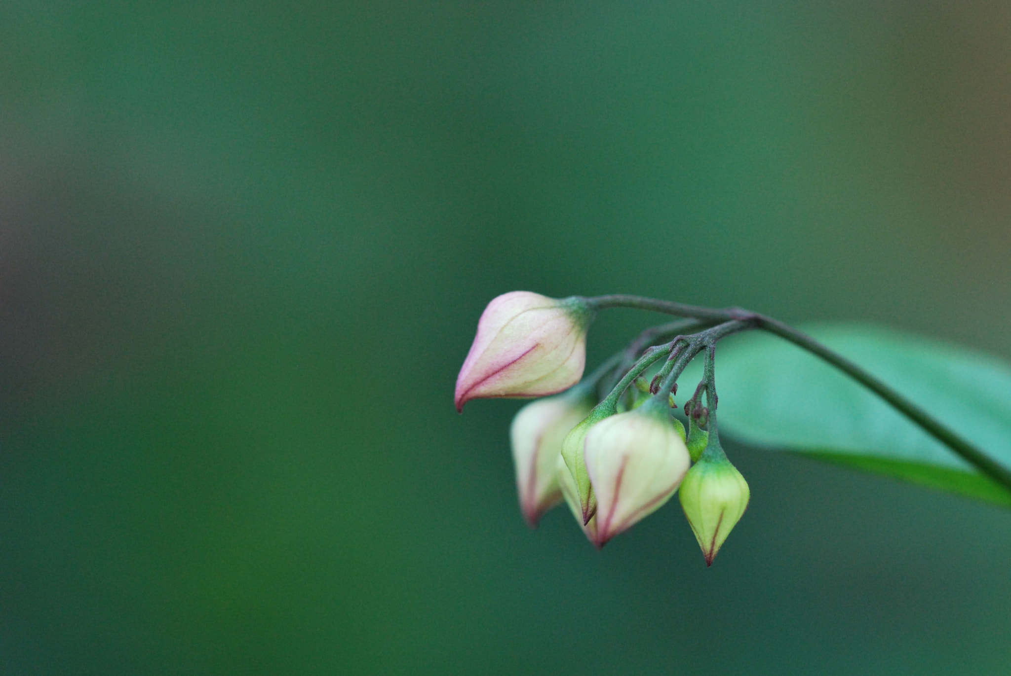 Sigma 150mm F2.8 EX DG OS Macro HSM sample photo