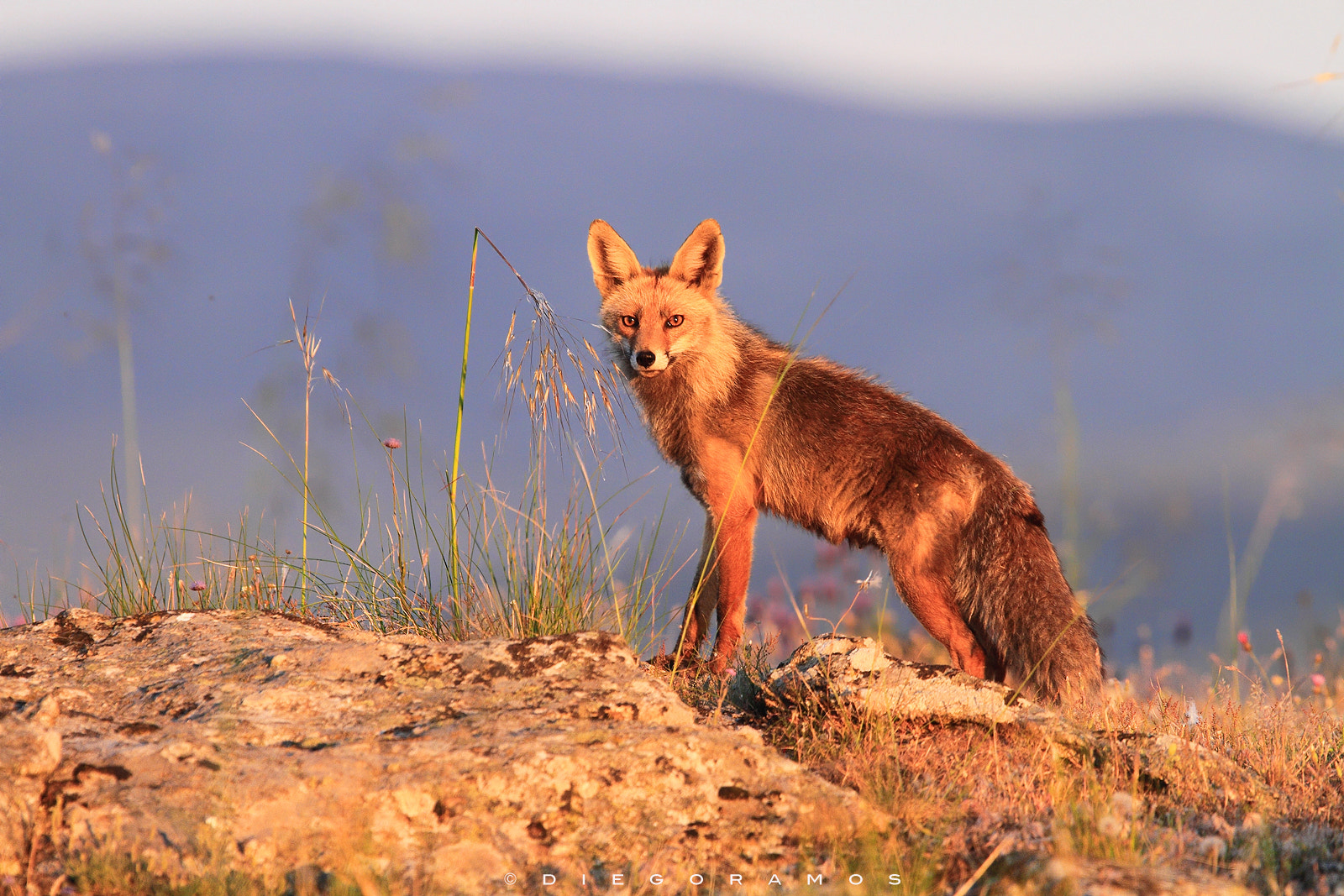Canon EF 300mm F2.8L IS USM sample photo. Fox at dawn photography