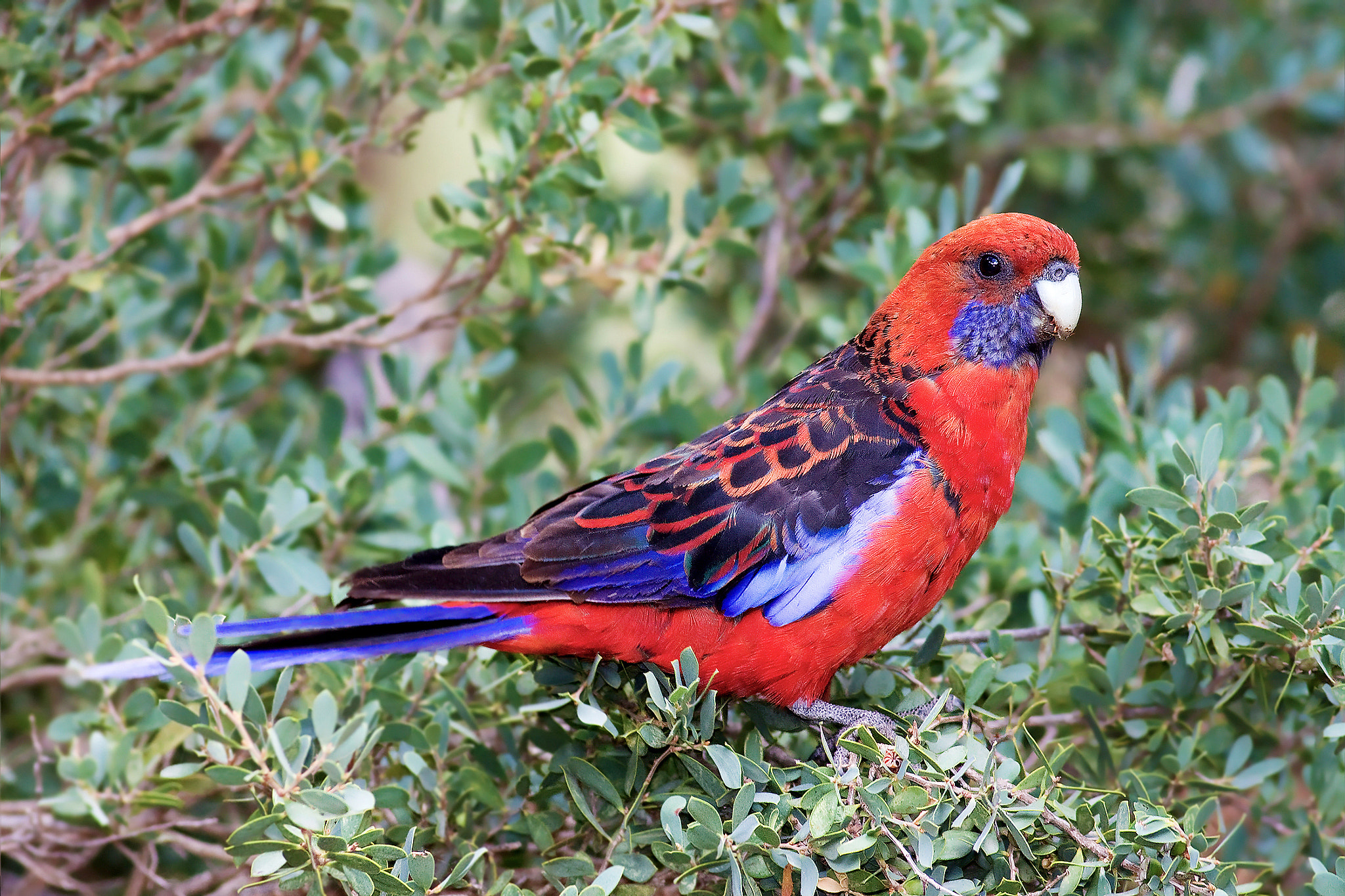 Canon EF 400mm F5.6L USM sample photo. Crimson rosella photography