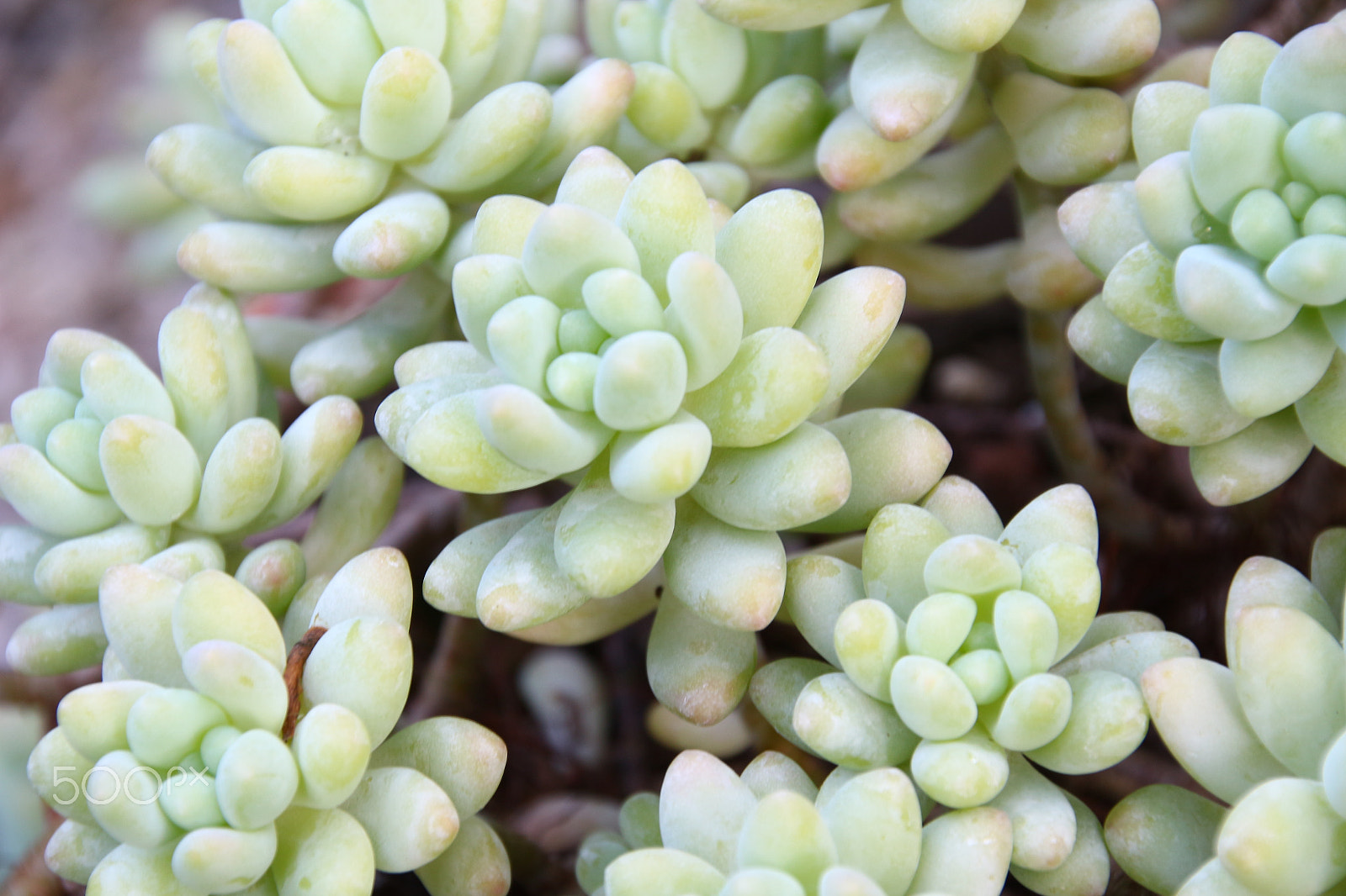 Canon EOS 100D (EOS Rebel SL1 / EOS Kiss X7) sample photo. Succulents photography
