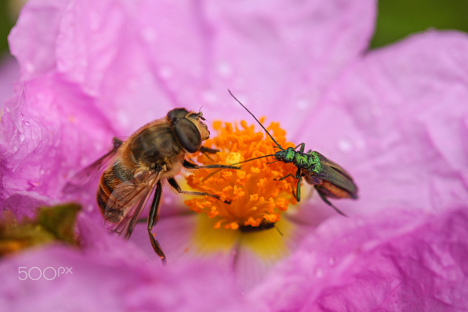 Canon EF-S 60mm F2.8 Macro USM sample photo. A pranzo con un amico photography