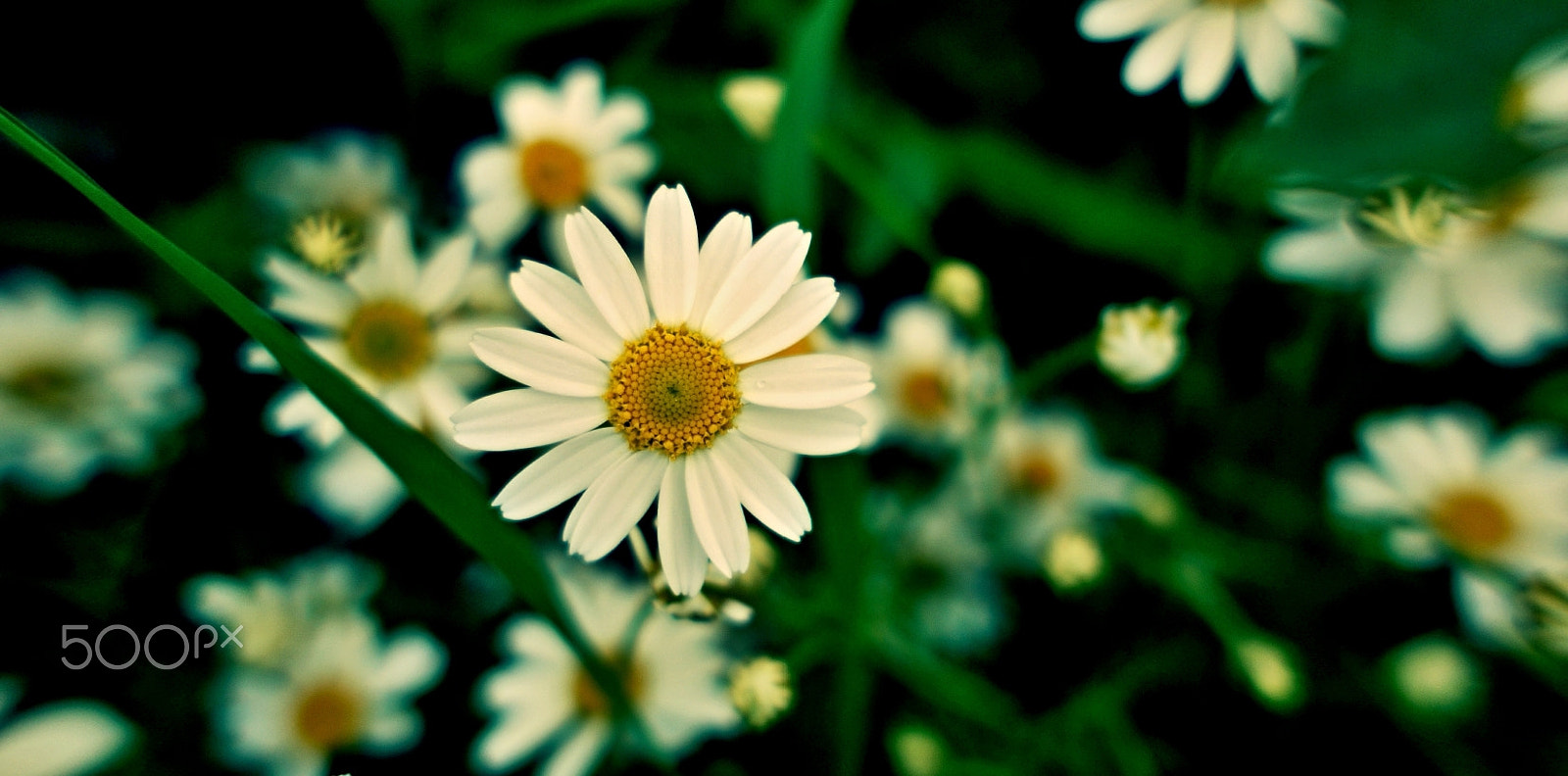 Panasonic Lumix DMC-GF1 sample photo. Flowers photography
