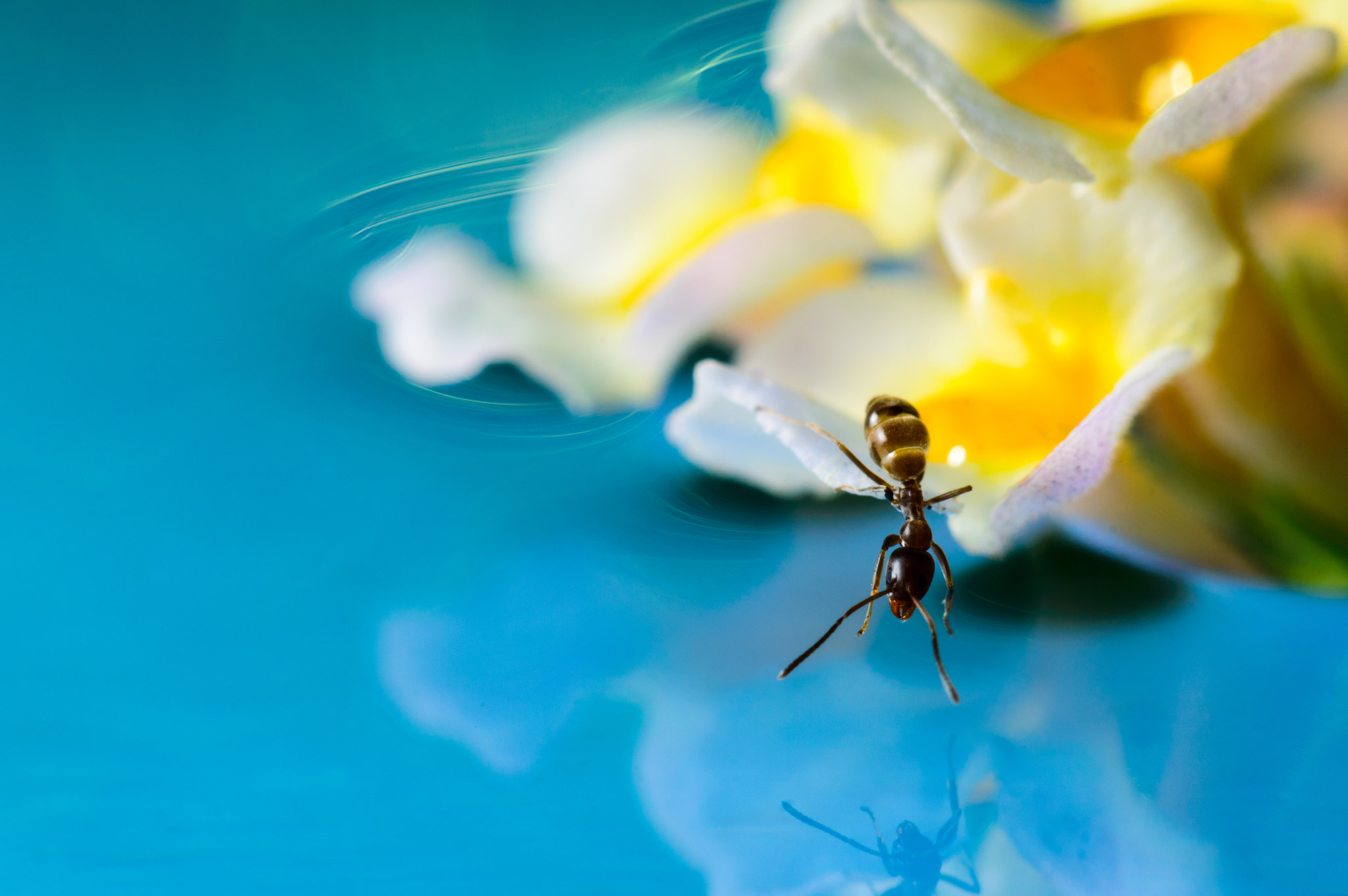 Nikon AF-S Micro-Nikkor 105mm F2.8G IF-ED VR sample photo. Ant reflection photography