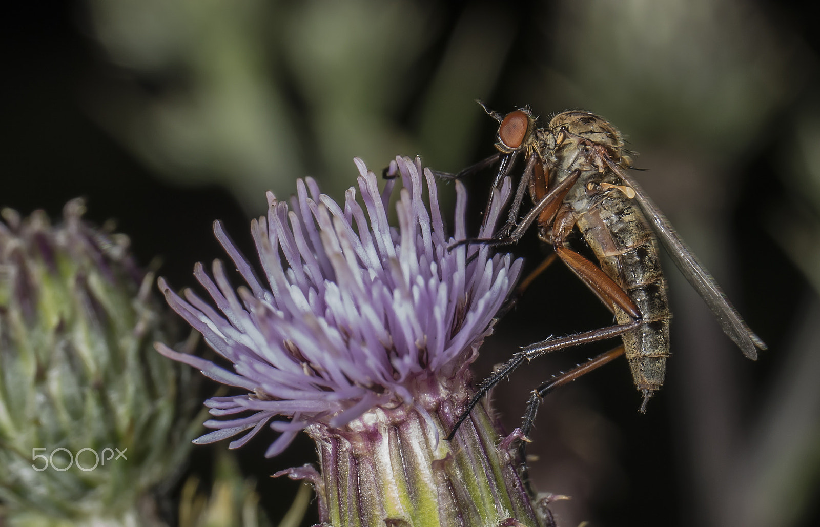 Canon EOS 5DS sample photo. Mosquito photography