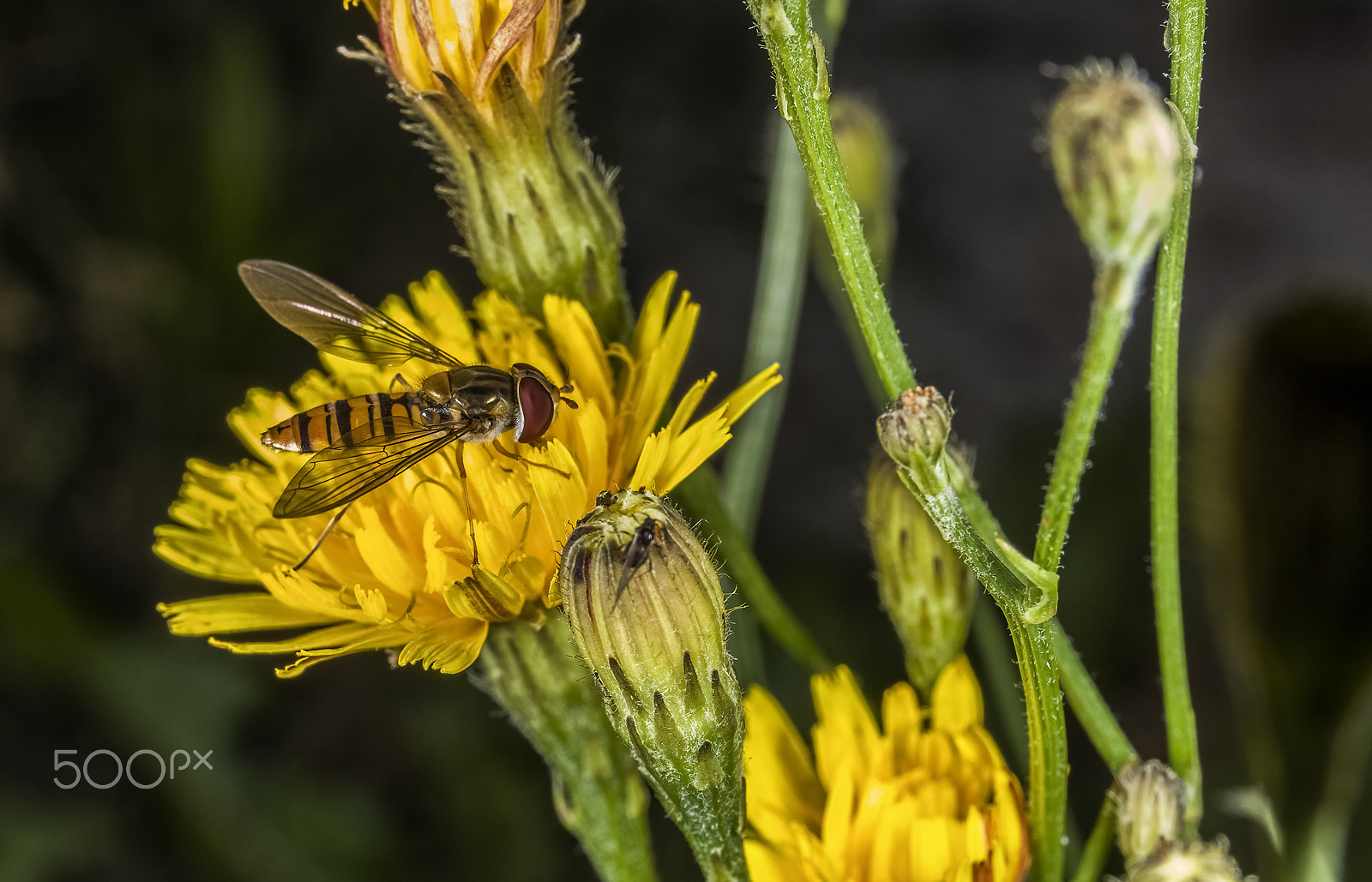 Canon EOS 5DS sample photo. Flower bee photography