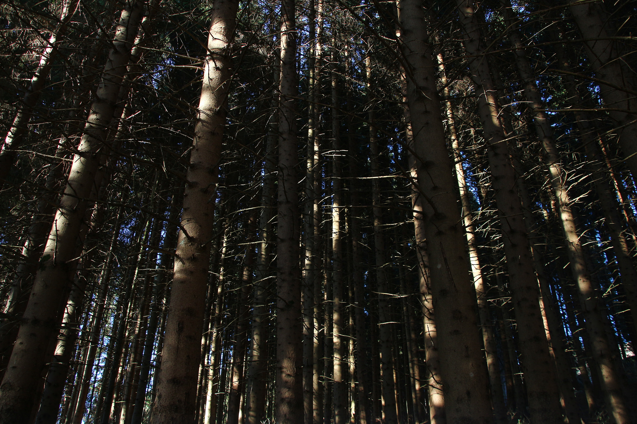 Canon EOS 100D (EOS Rebel SL1 / EOS Kiss X7) sample photo. Forest and soft light photography