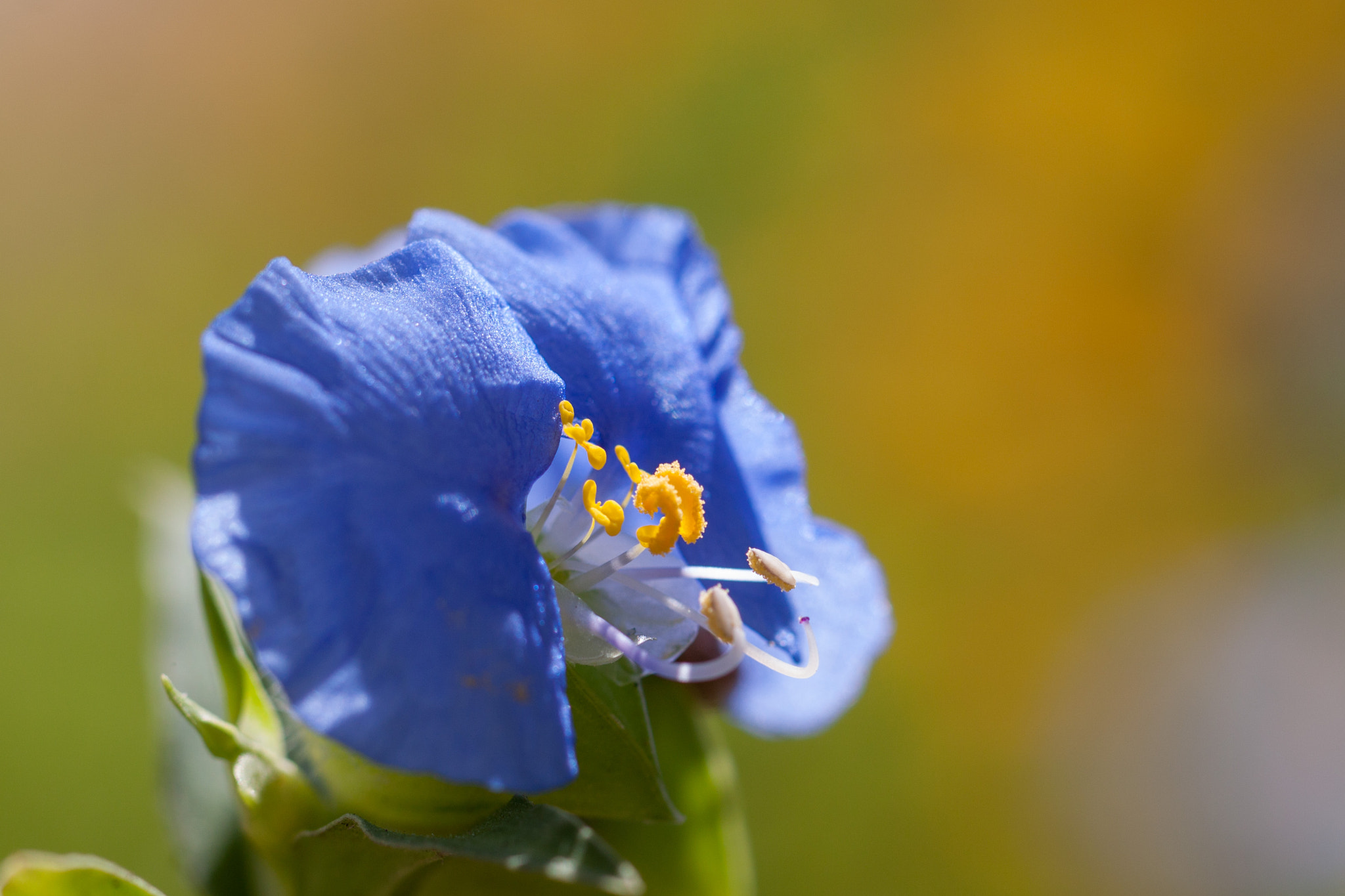 Canon EOS 500D (EOS Rebel T1i / EOS Kiss X3) + Canon EF 100mm F2.8L Macro IS USM sample photo. Blue flower photography