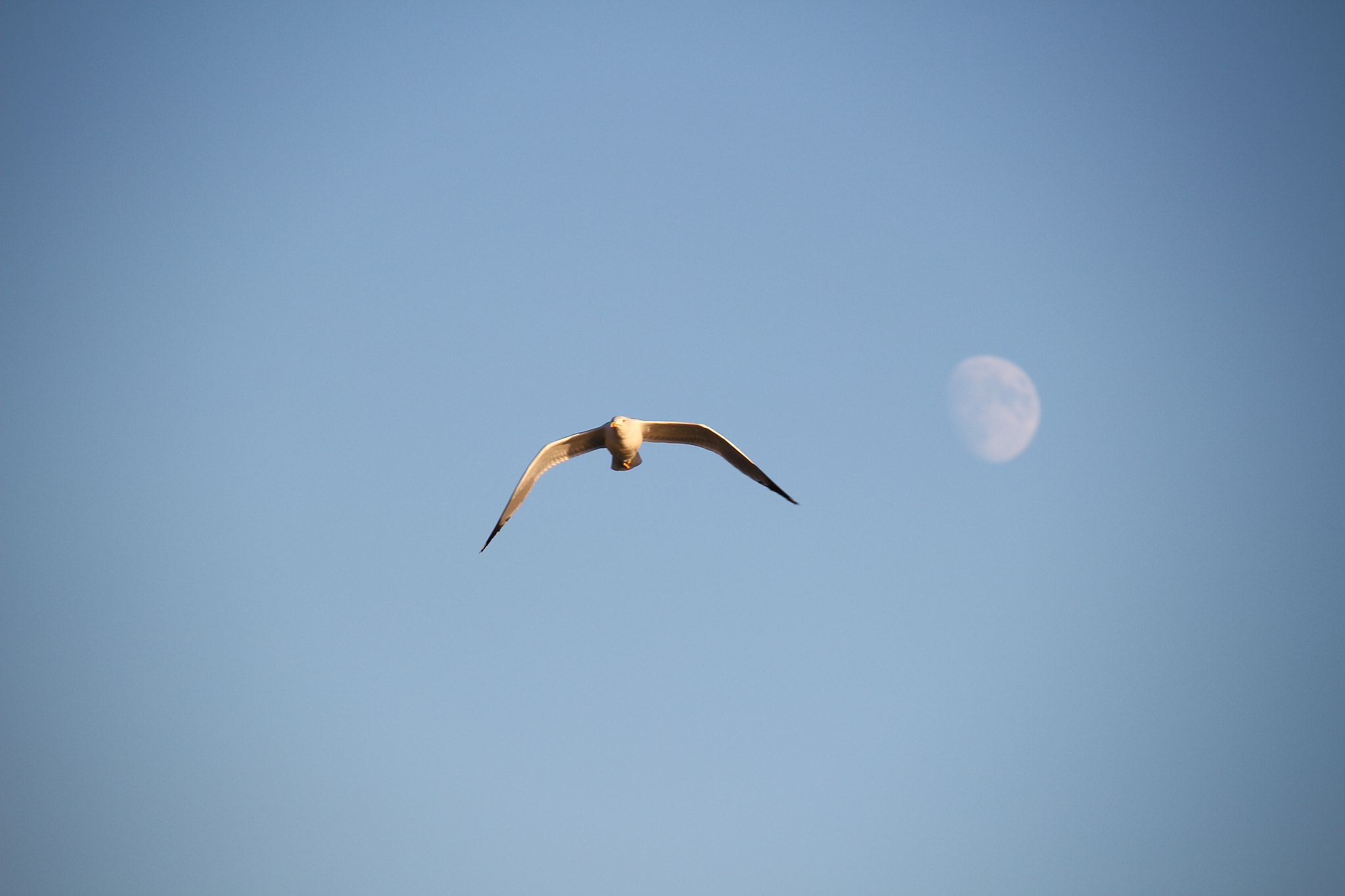 Canon EOS 100D (EOS Rebel SL1 / EOS Kiss X7) sample photo. Following seagull in venice at the sunset photography