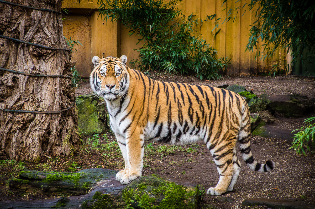 Tamron 18-270mm F3.5-6.3 Di II PZD sample photo. Tiger photography