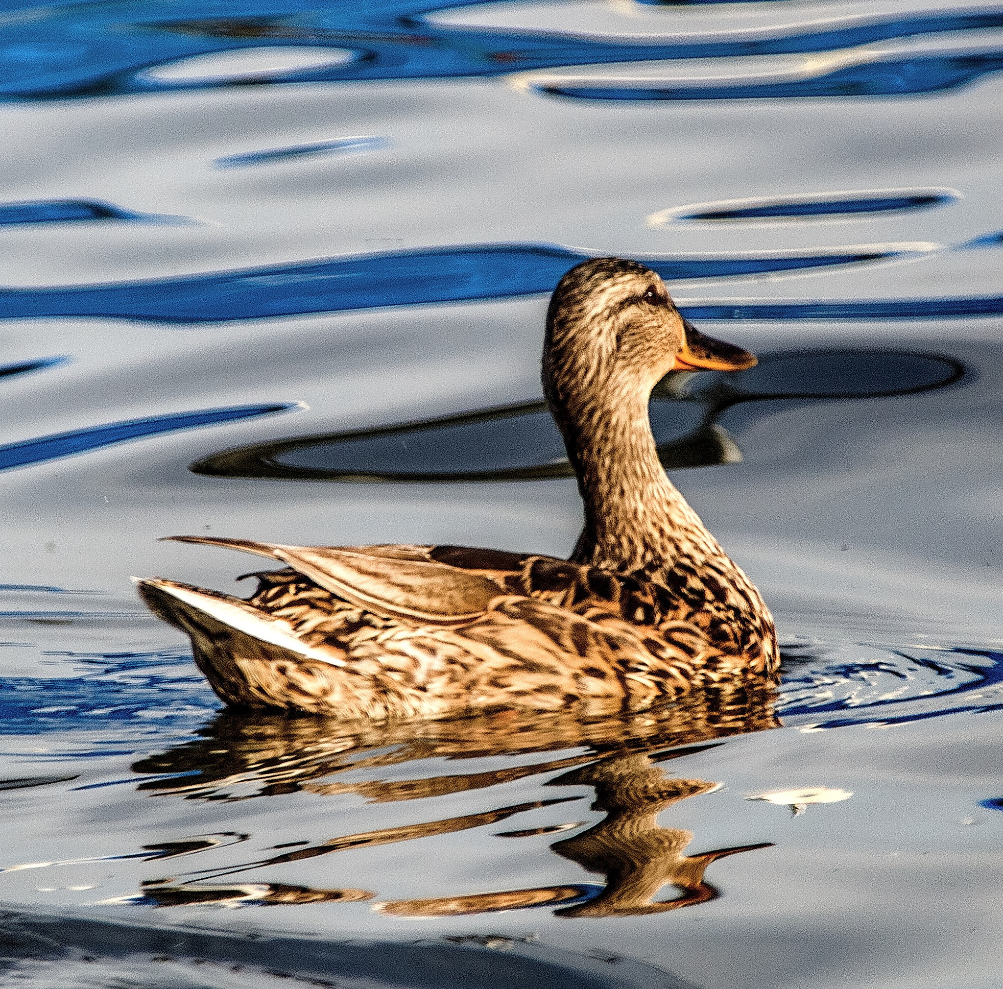 Canon 18-300mm sample photo. Duck in the lake photography