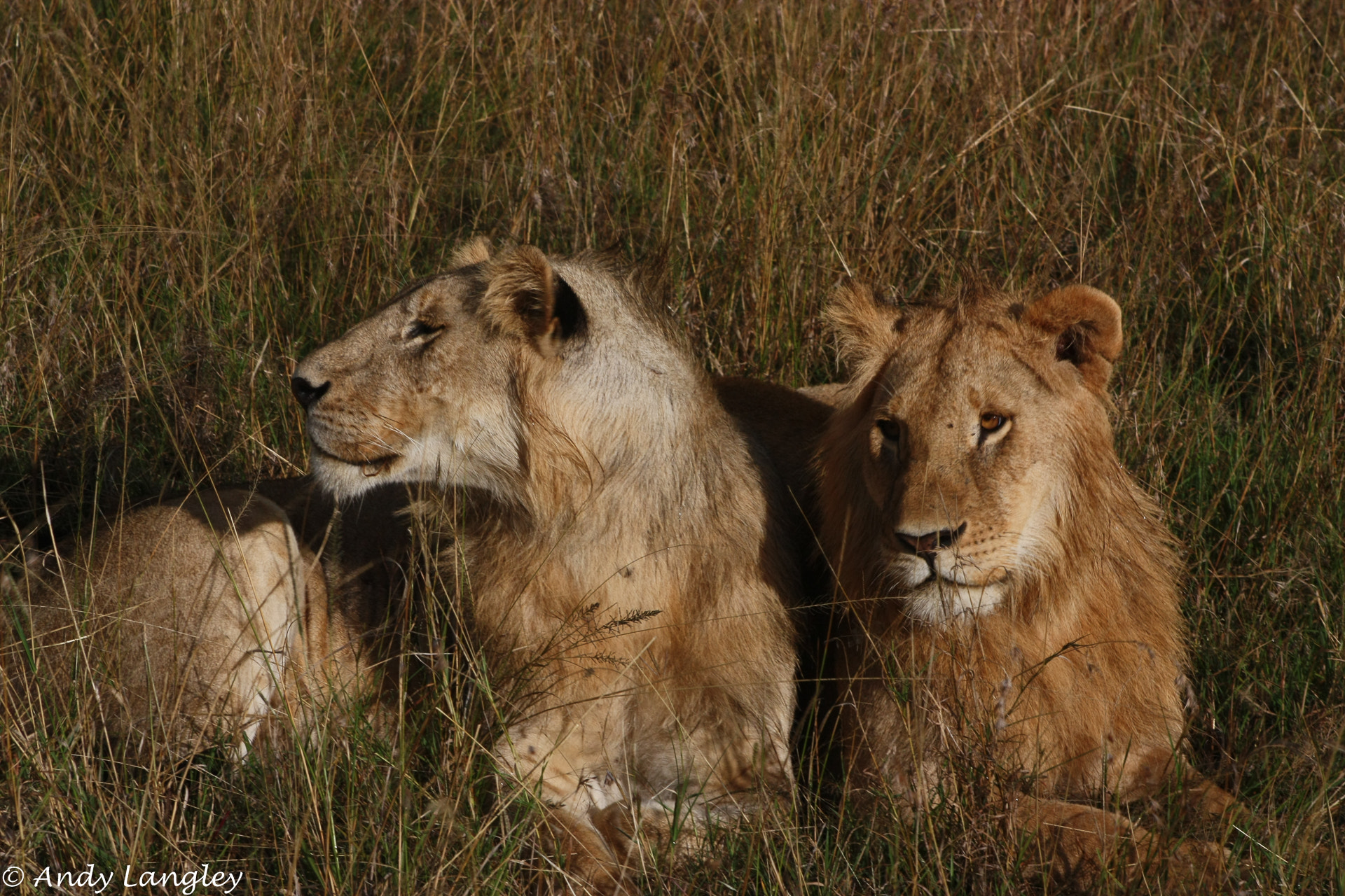 Canon EOS 450D (EOS Rebel XSi / EOS Kiss X2) + Canon EF 75-300mm f/4-5.6 USM sample photo. Samburu lions photography