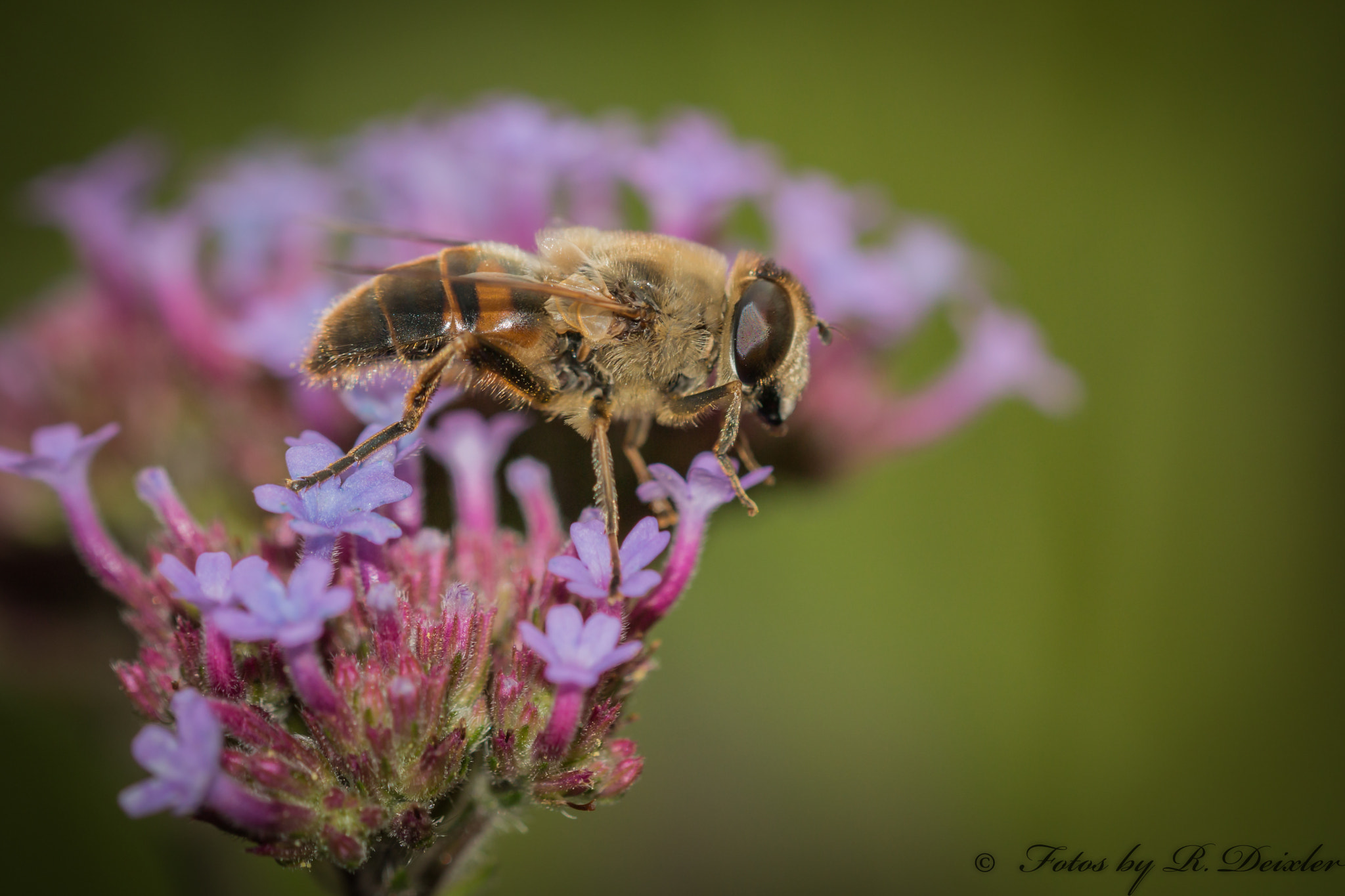 Sigma 150mm f/2.8 EX DG OS HSM APO Macro sample photo. Schwebefliege 8 photography