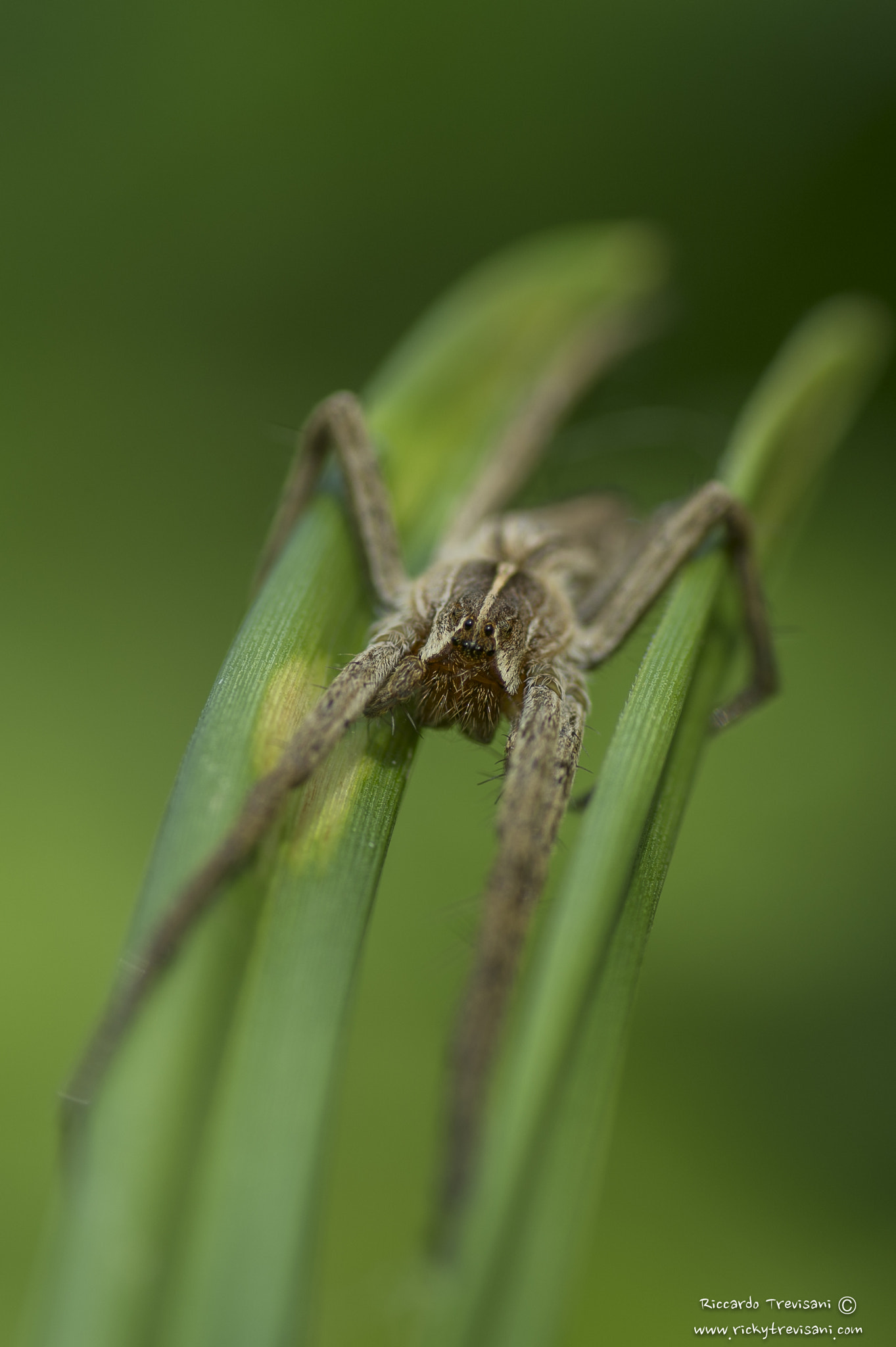 Nikon D4 sample photo. Spider photography