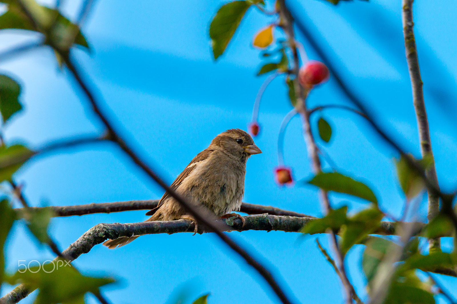 150-600mm F5-6.3 DG OS HSM | Sports 014 sample photo. Sparrow fledgling 2016 photography