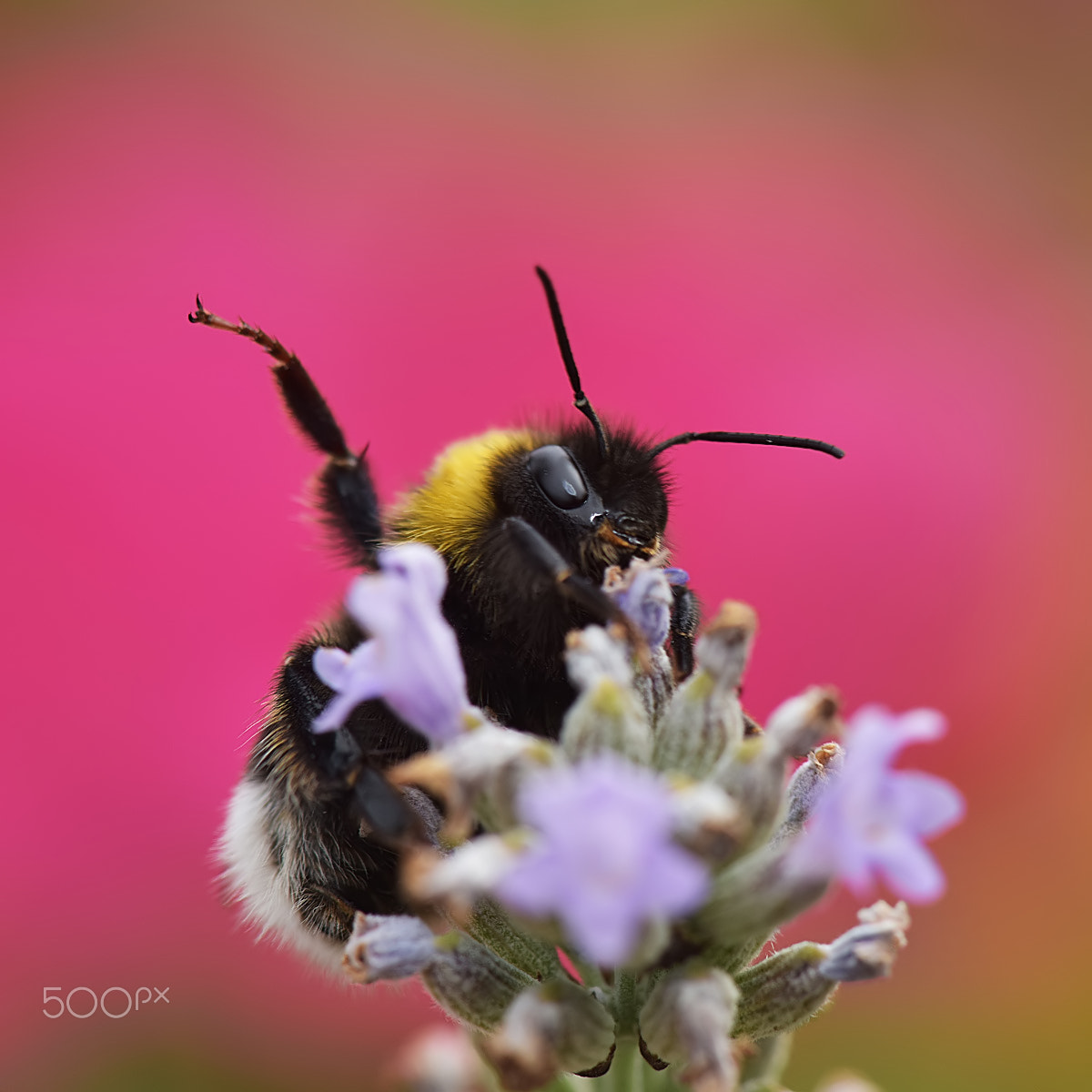Nikon AF-S Nikkor 400mm F2.8D ED-IF II sample photo. A loud hello to all friends photography