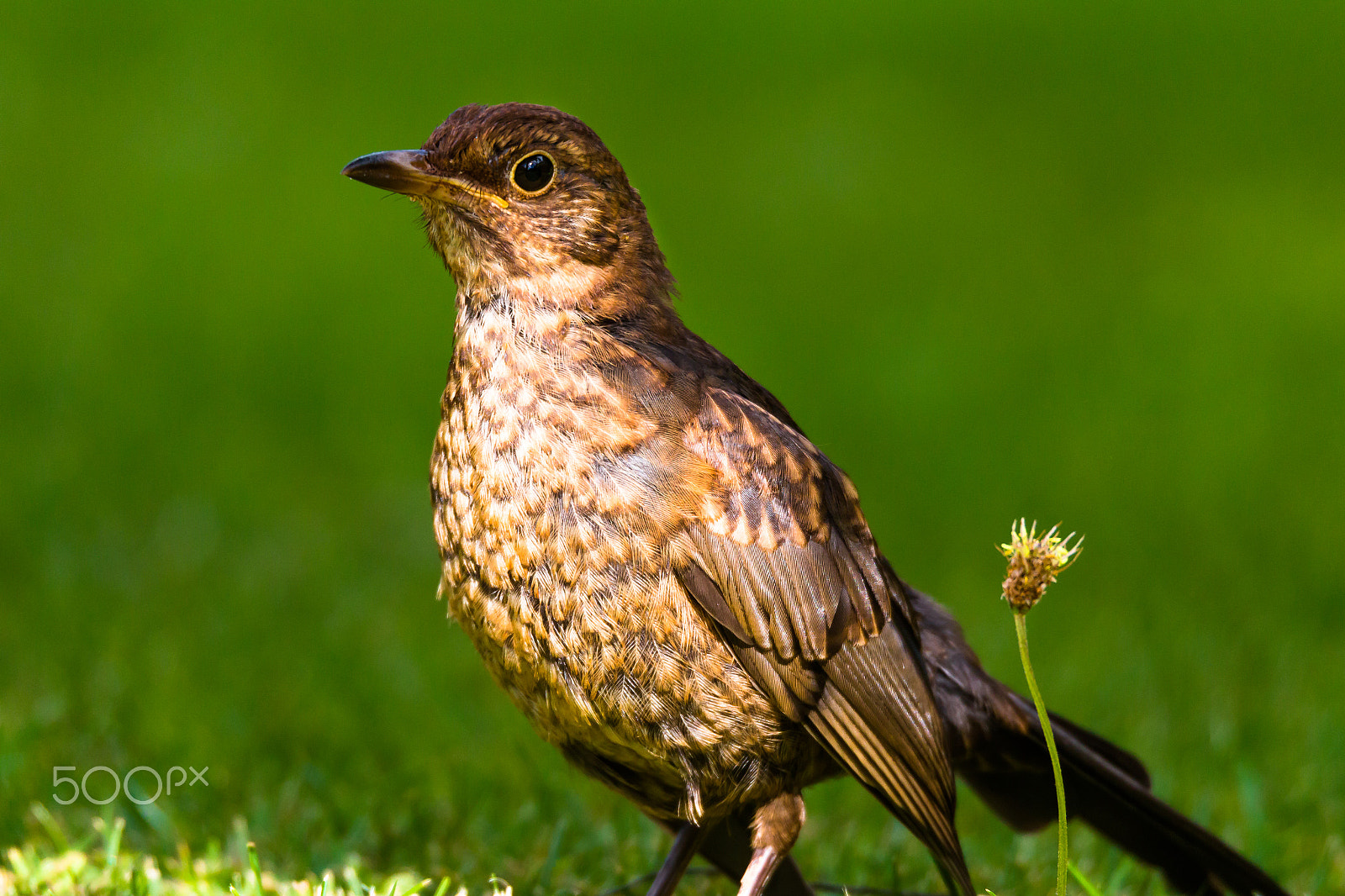 150-600mm F5-6.3 DG OS HSM | Sports 014 sample photo. Blackbird fledgling 2016 photography