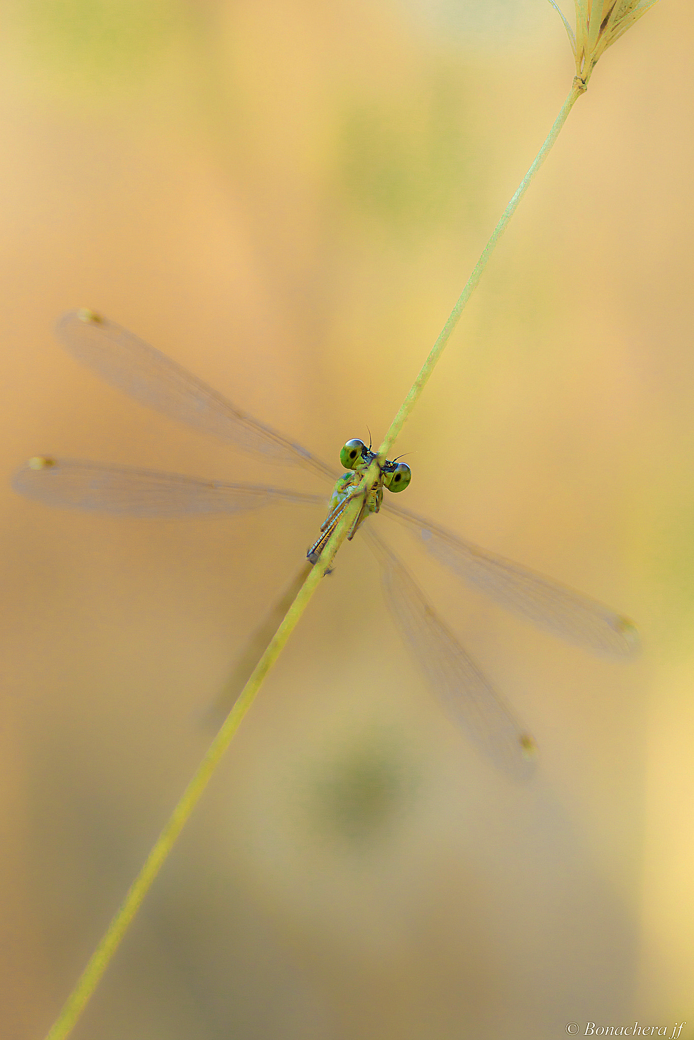Sigma 150mm f/2.8 EX DG OS HSM APO Macro sample photo. Symétrie.... photography