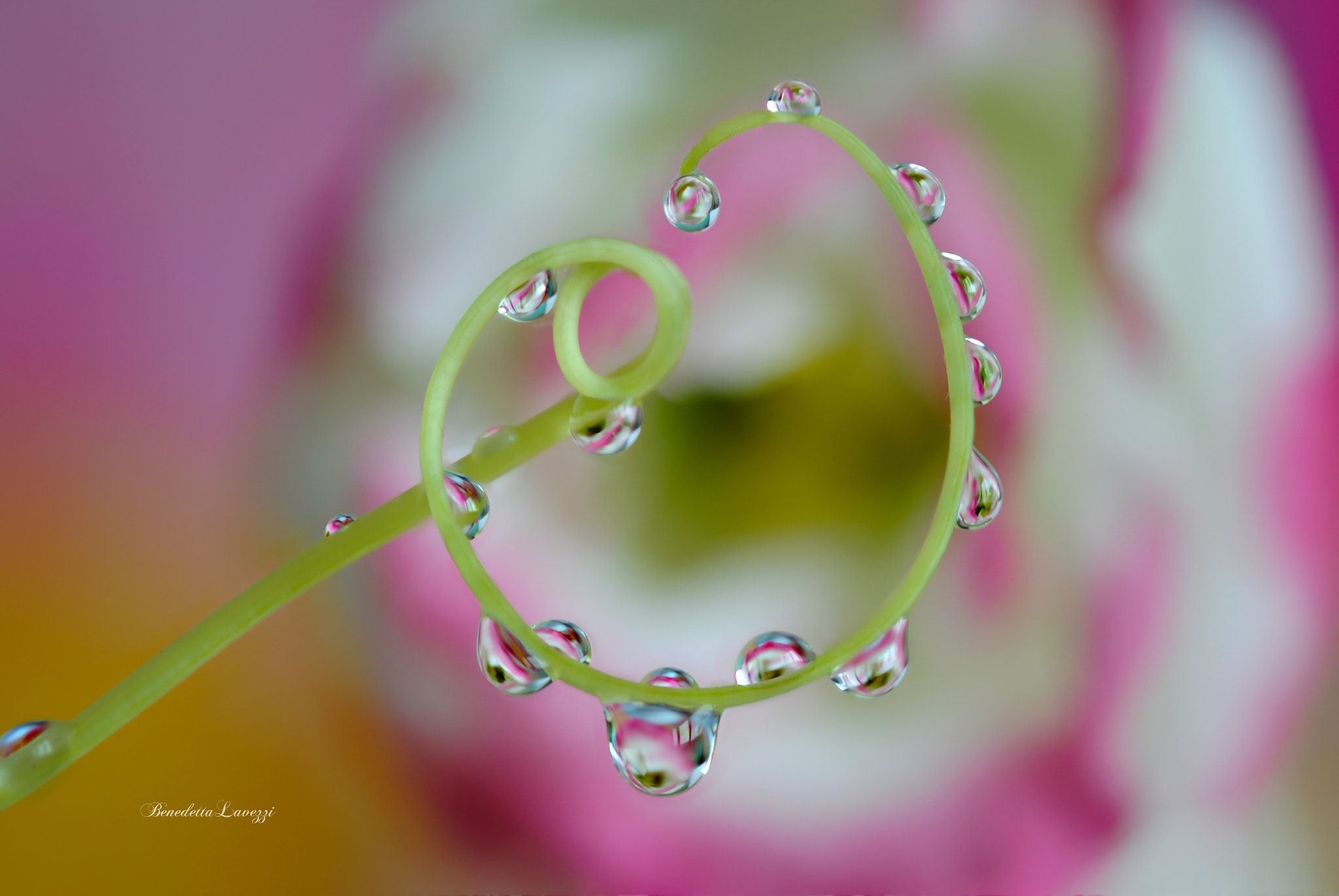 Sigma 105mm F2.8 EX DG OS HSM sample photo. Crown photography