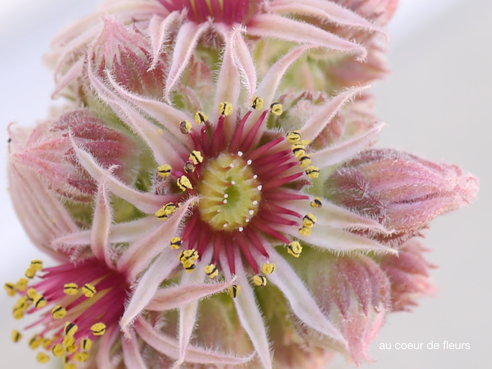 Panasonic Lumix G Macro 30mm F2.8 ASPH Mega OIS sample photo. Au coeur de fleurs photography