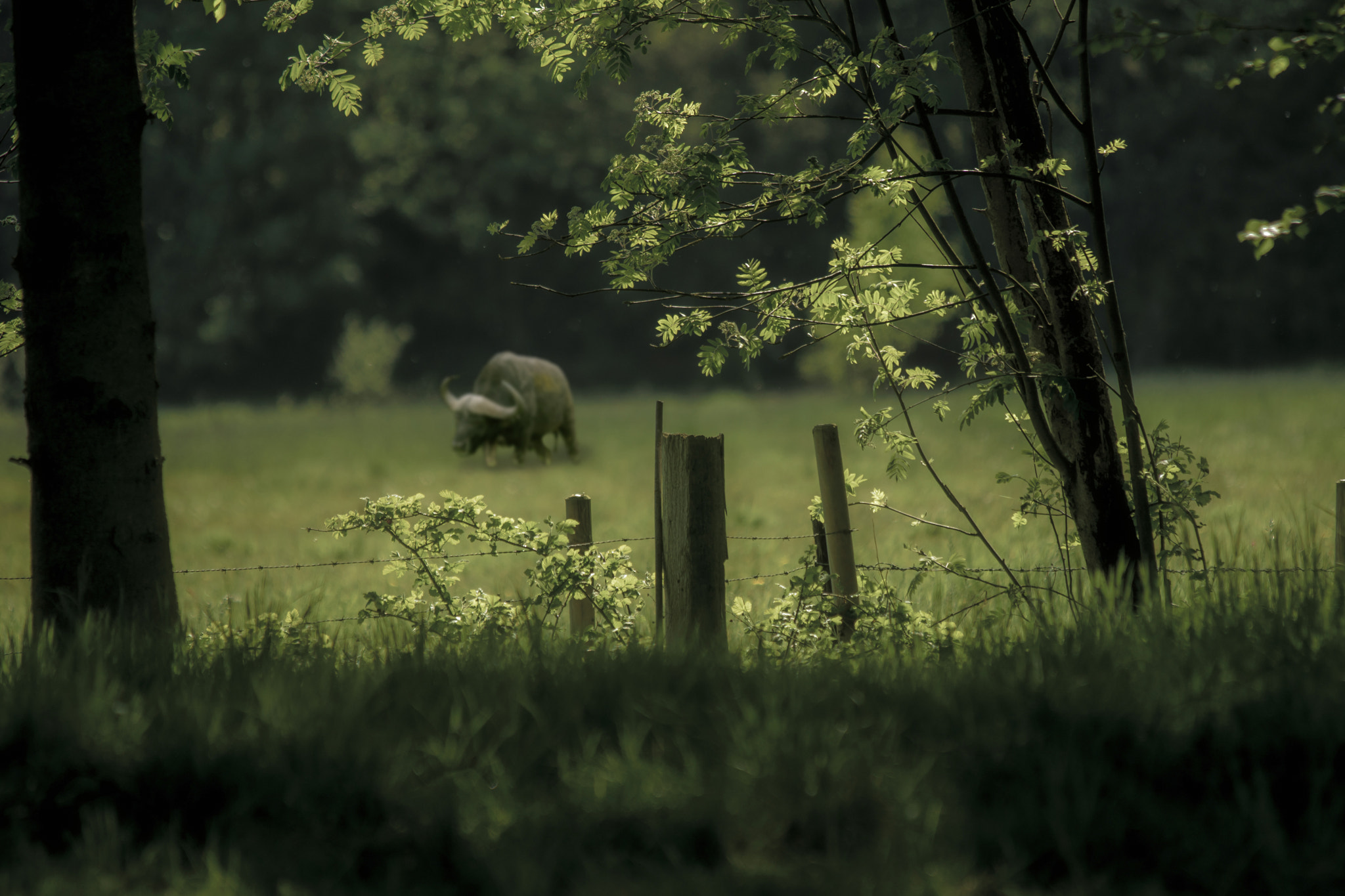 Canon EF 70-300mm F4-5.6 IS USM sample photo. Buffel photography