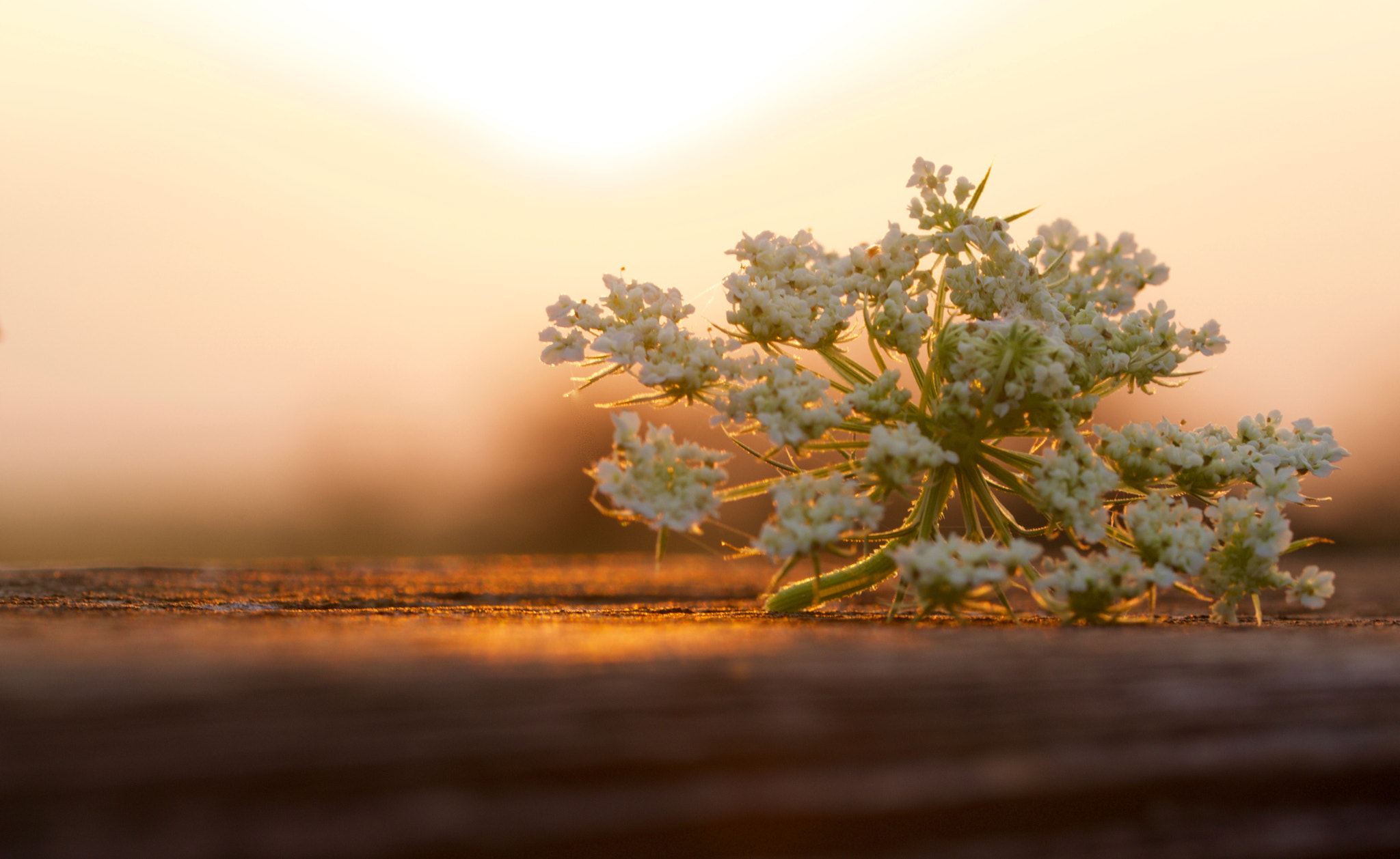 Sony SLT-A77 + 90mm F2.8 Macro SSM sample photo. Sunrise @ burgenland - flower photography