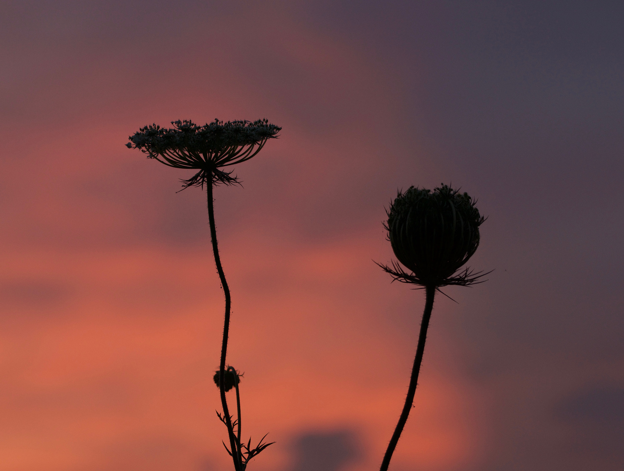 Sony SLT-A77 + 90mm F2.8 Macro SSM sample photo. Sunrise @ burgenland - shades photography