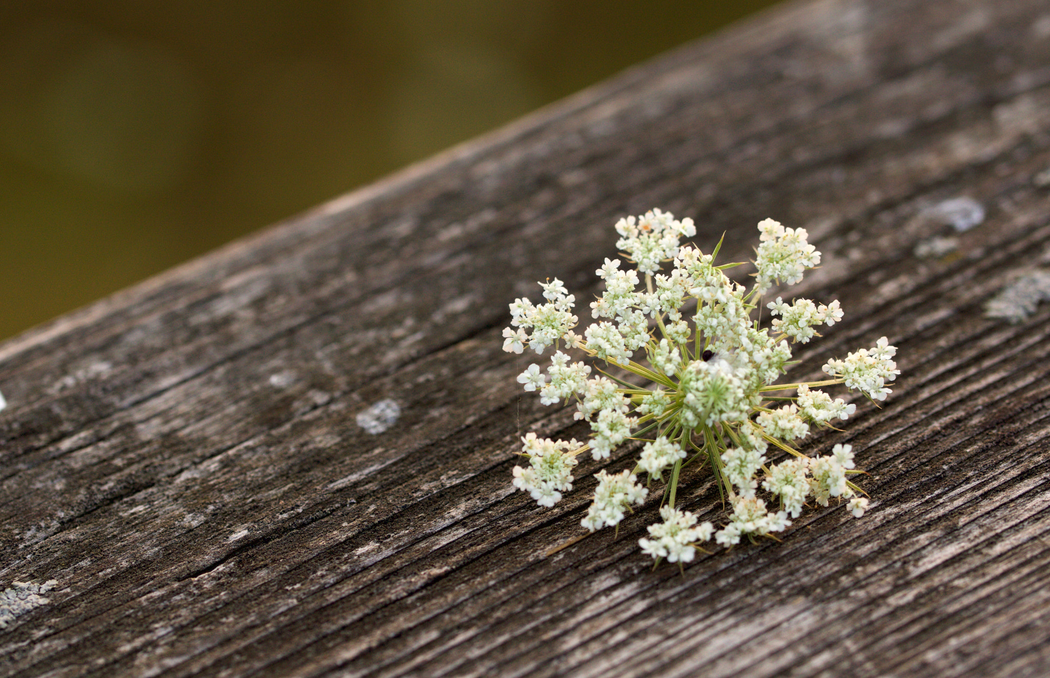 Sony SLT-A77 + 90mm F2.8 Macro SSM sample photo. Sunrise @ burgenland  flower photography