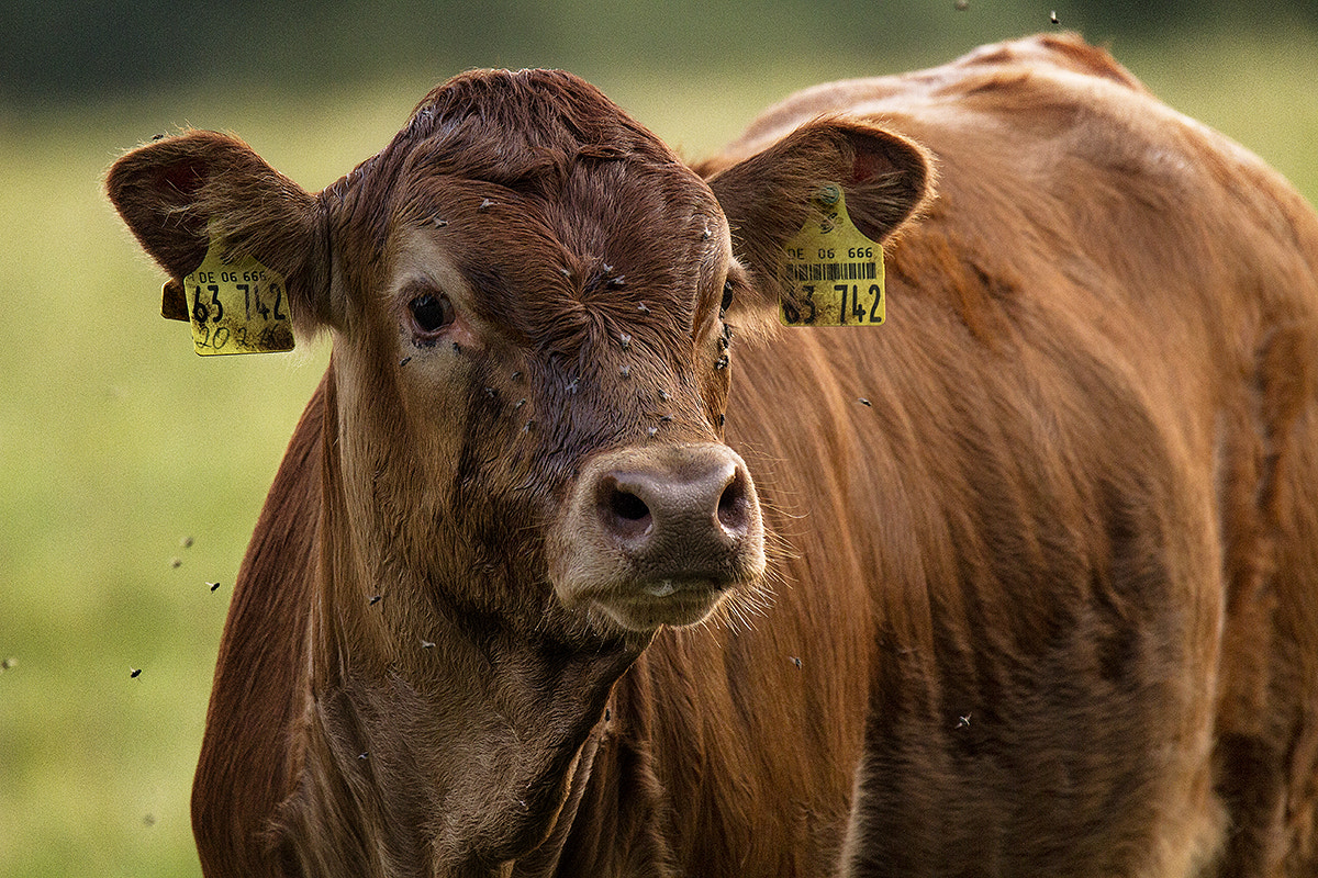 150-600mm F5-6.3 DG OS HSM | Sports 014 sample photo. Cow_i photography