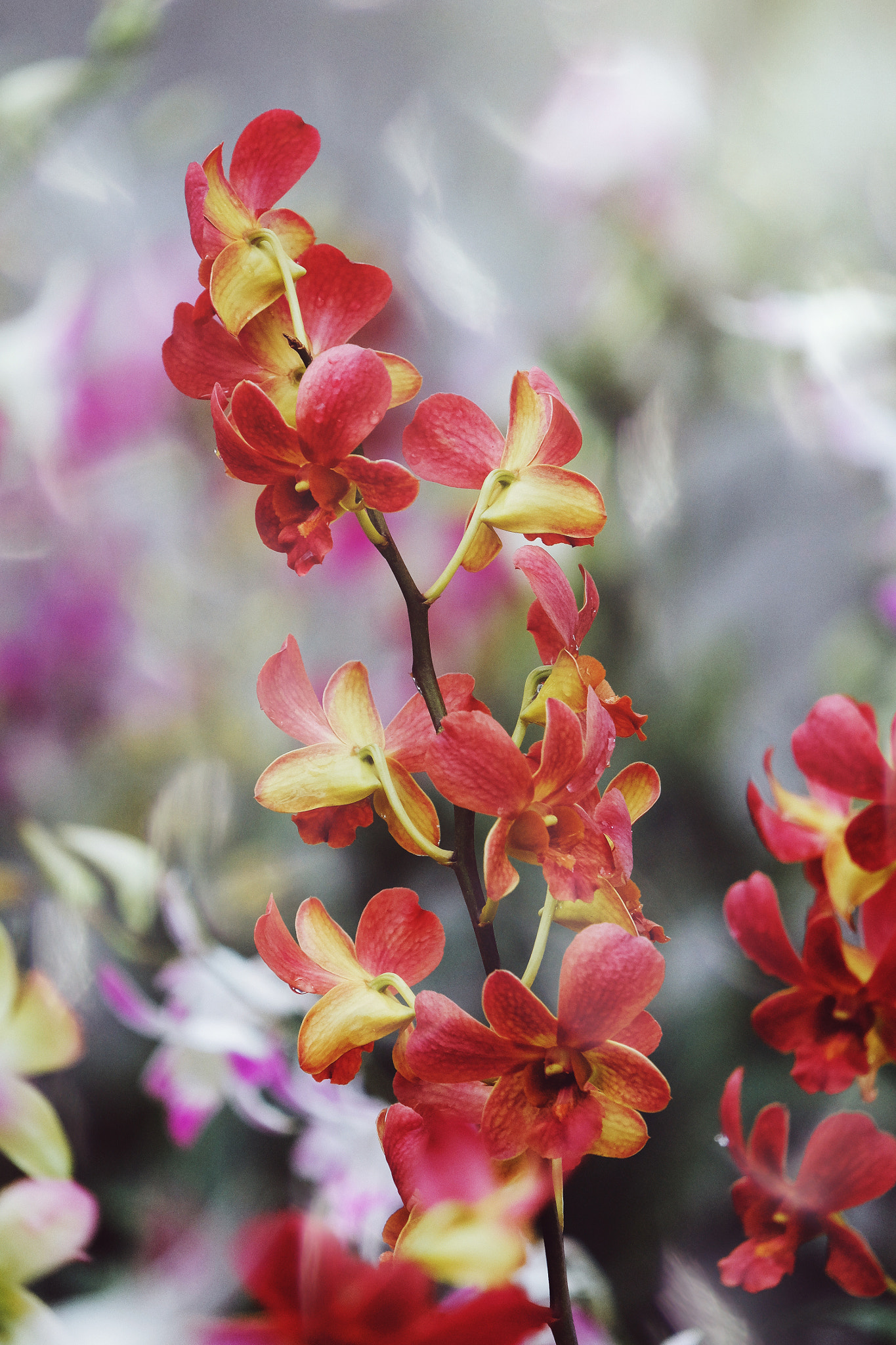 Fujifilm X-M1 + Fujifilm XC 50-230mm F4.5-6.7 OIS sample photo. Orchid photography