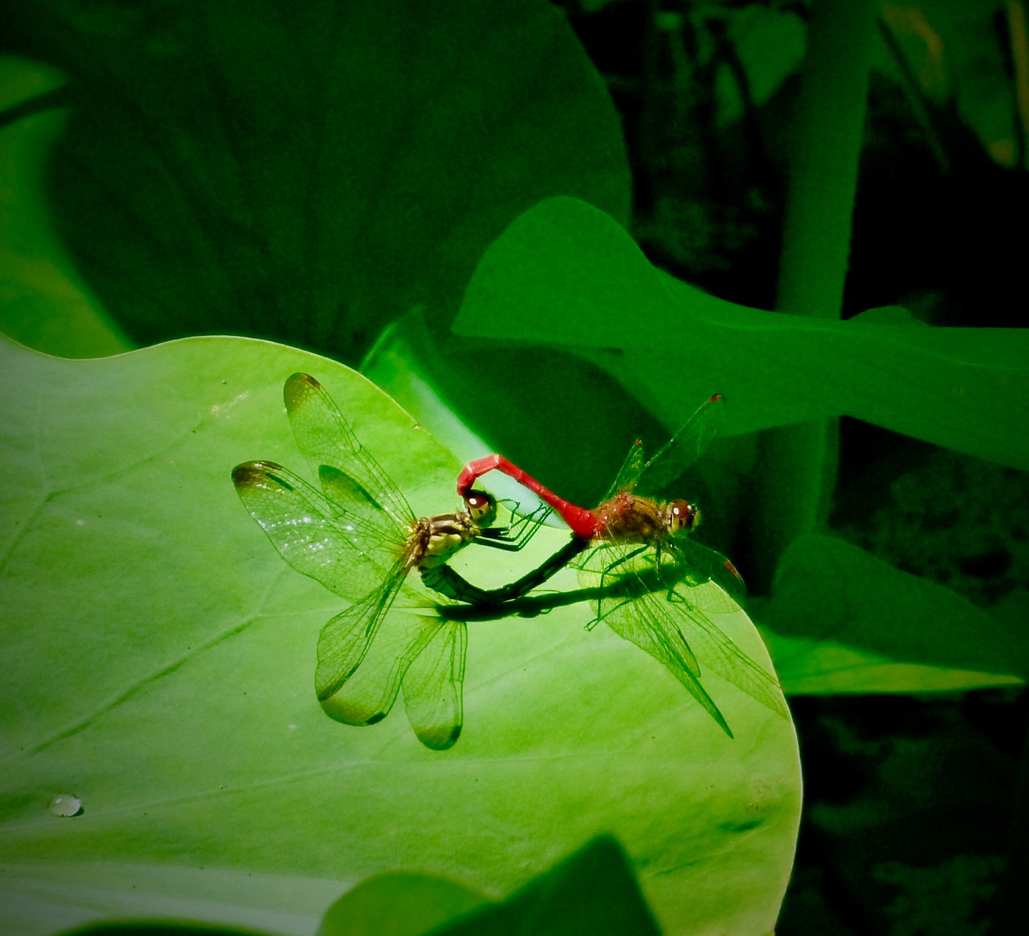 Panasonic DMC-FX60 sample photo. Red dragonfly photography