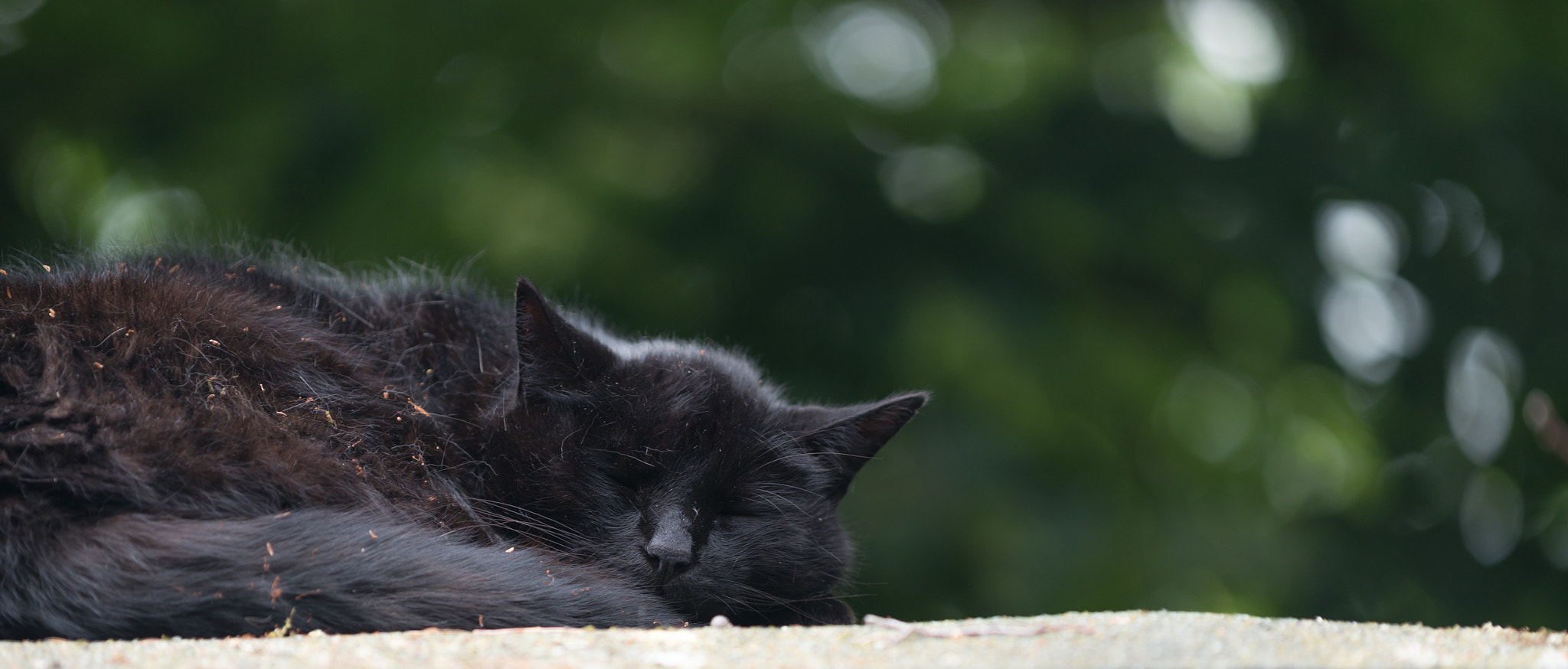 Nikon D800 + Nikon AF Micro-Nikkor 200mm F4D ED-IF sample photo. Nap time. photography