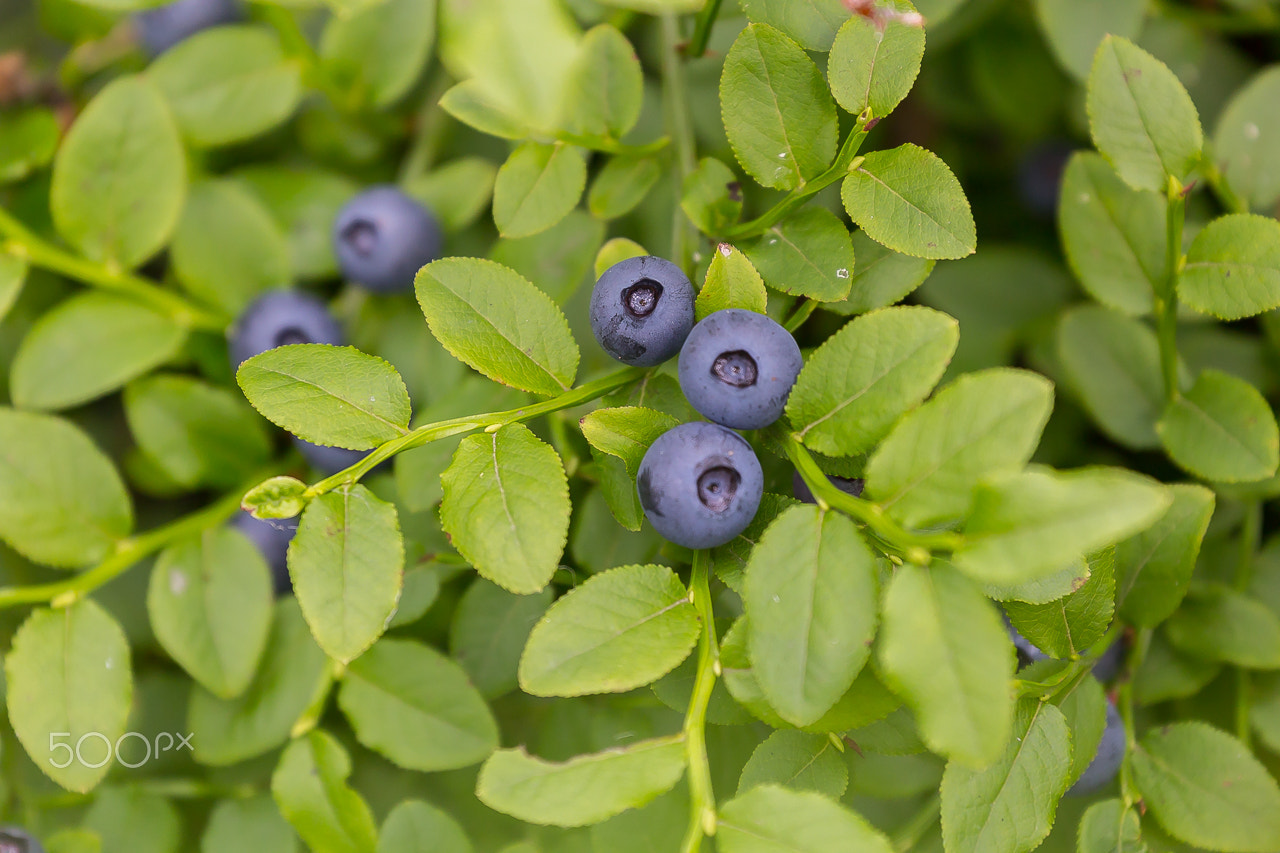 Canon EF 70-300mm F4-5.6L IS USM sample photo. Blueberry photography