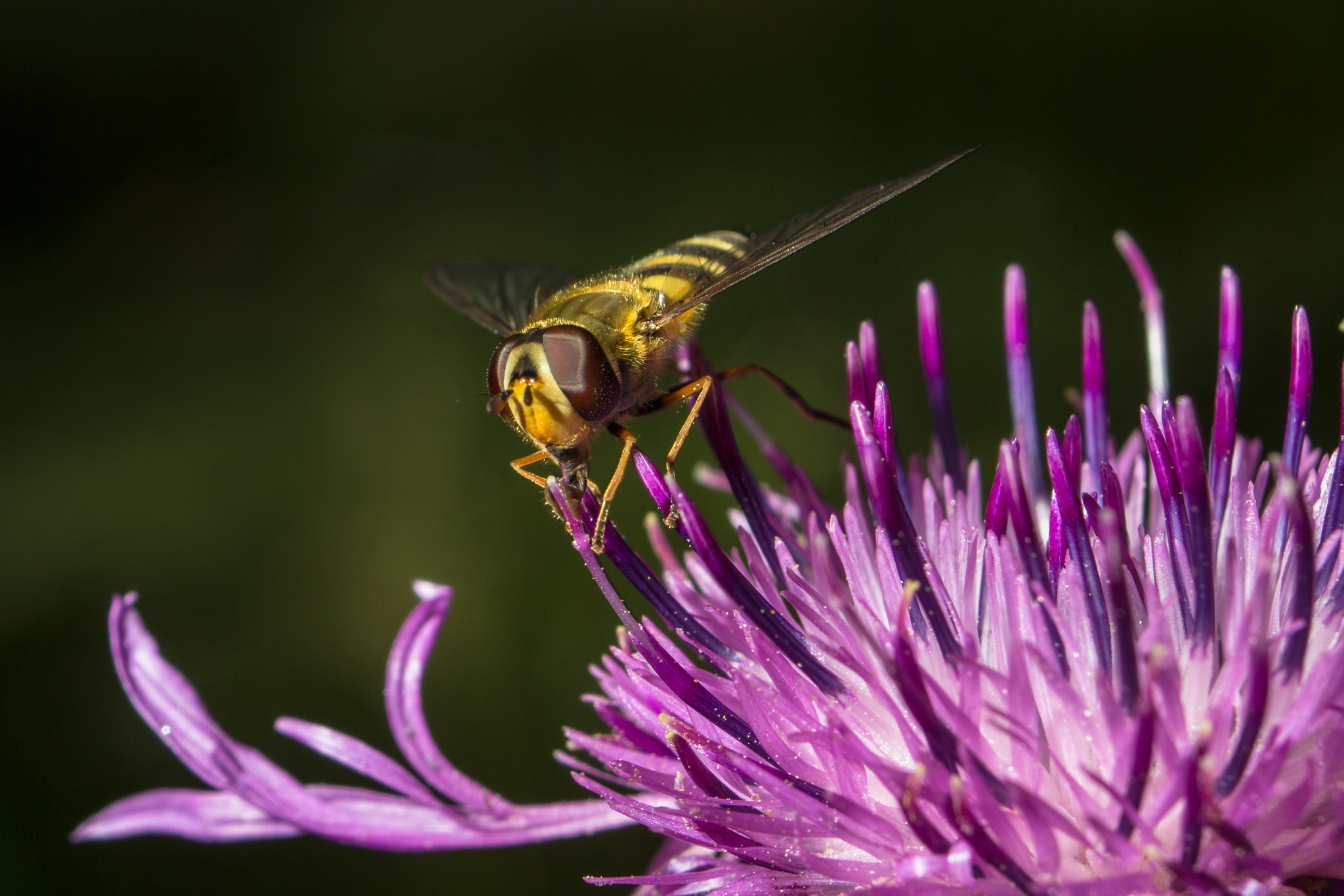 Canon EF 35-70mm f/3.5-4.5A sample photo. Macro 4 photography