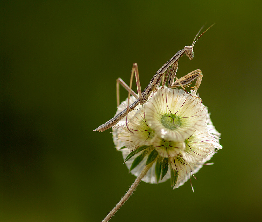 Pentax K20D + smc PENTAX-FA Macro 100mm F2.8 sample photo. Mantis photography