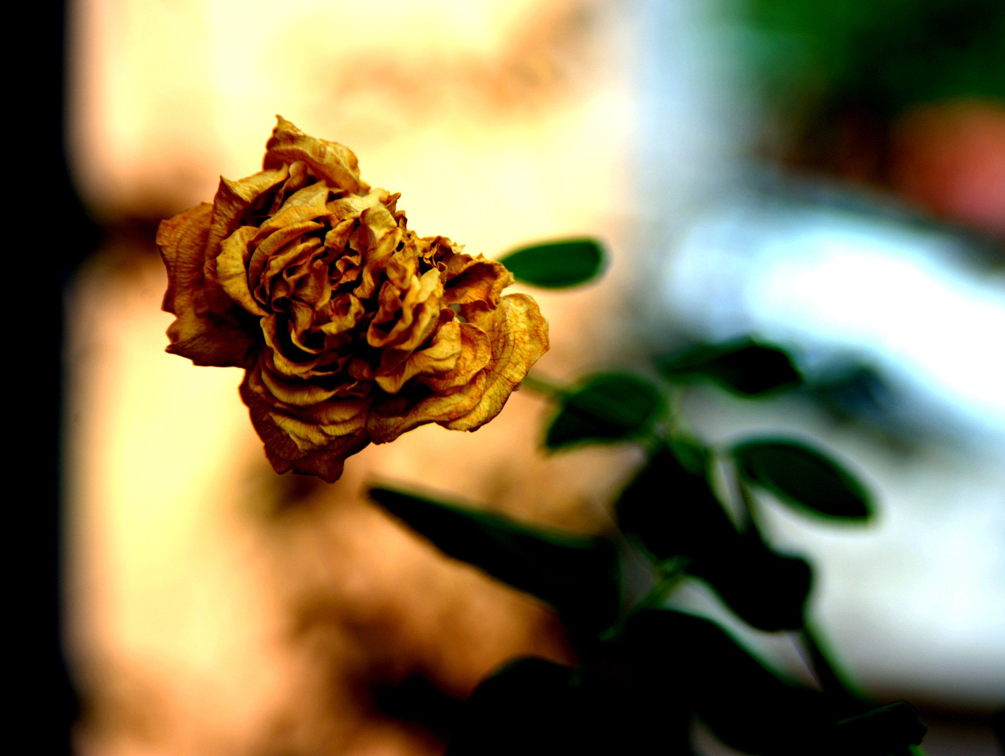 AF Zoom-Nikkor 28-105mm f/3.5-4.5D IF sample photo. Nef photography