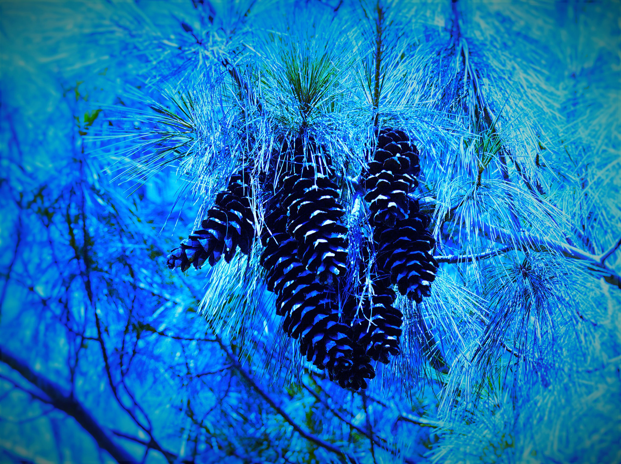 Sony SLT-A68 + Tamron Lens (255) sample photo. Blue pinecone photography